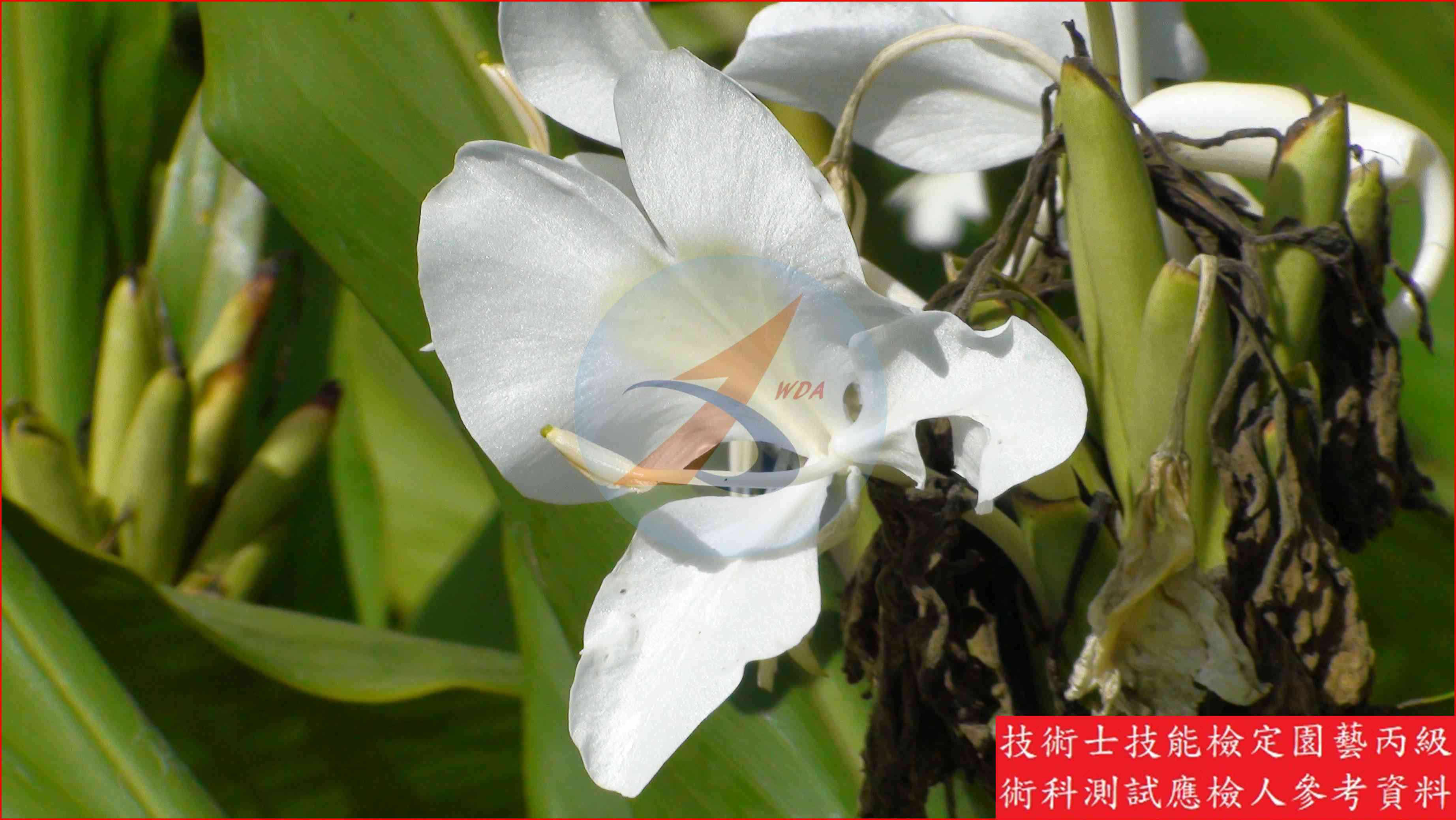 野薑花 園藝丙級識別圖片 5