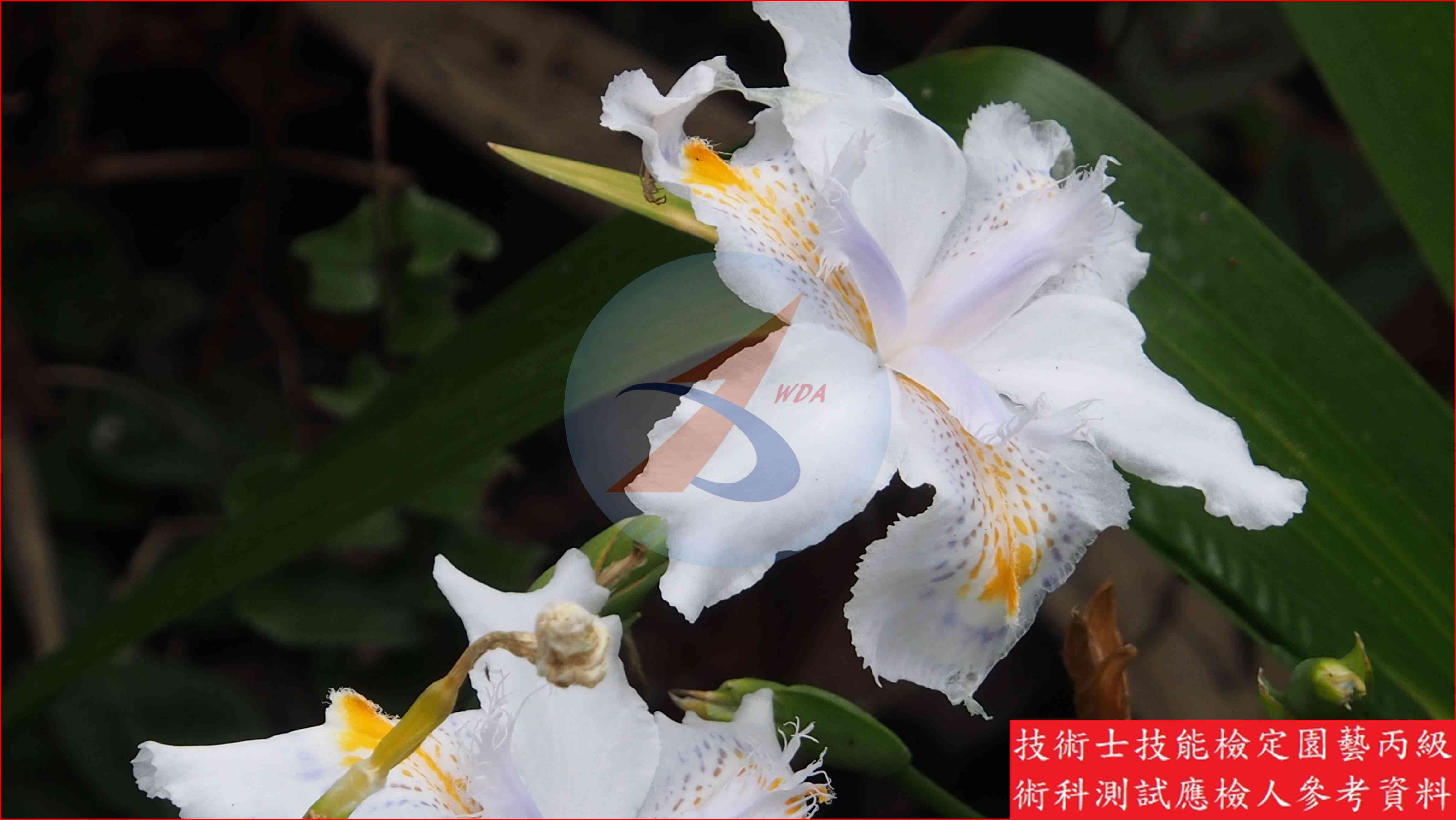 鳶尾 園藝丙級識別圖片 2