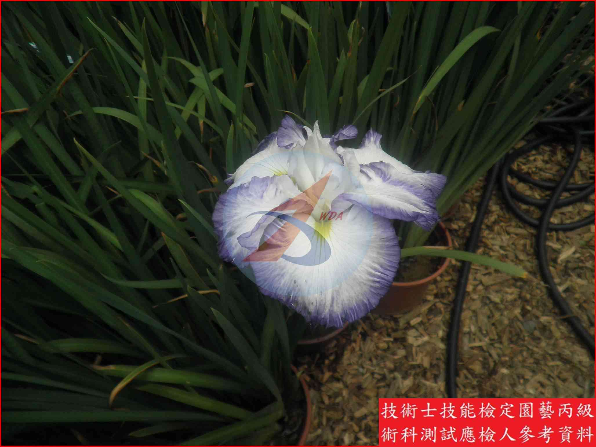 鳶尾 園藝丙級識別圖片 3