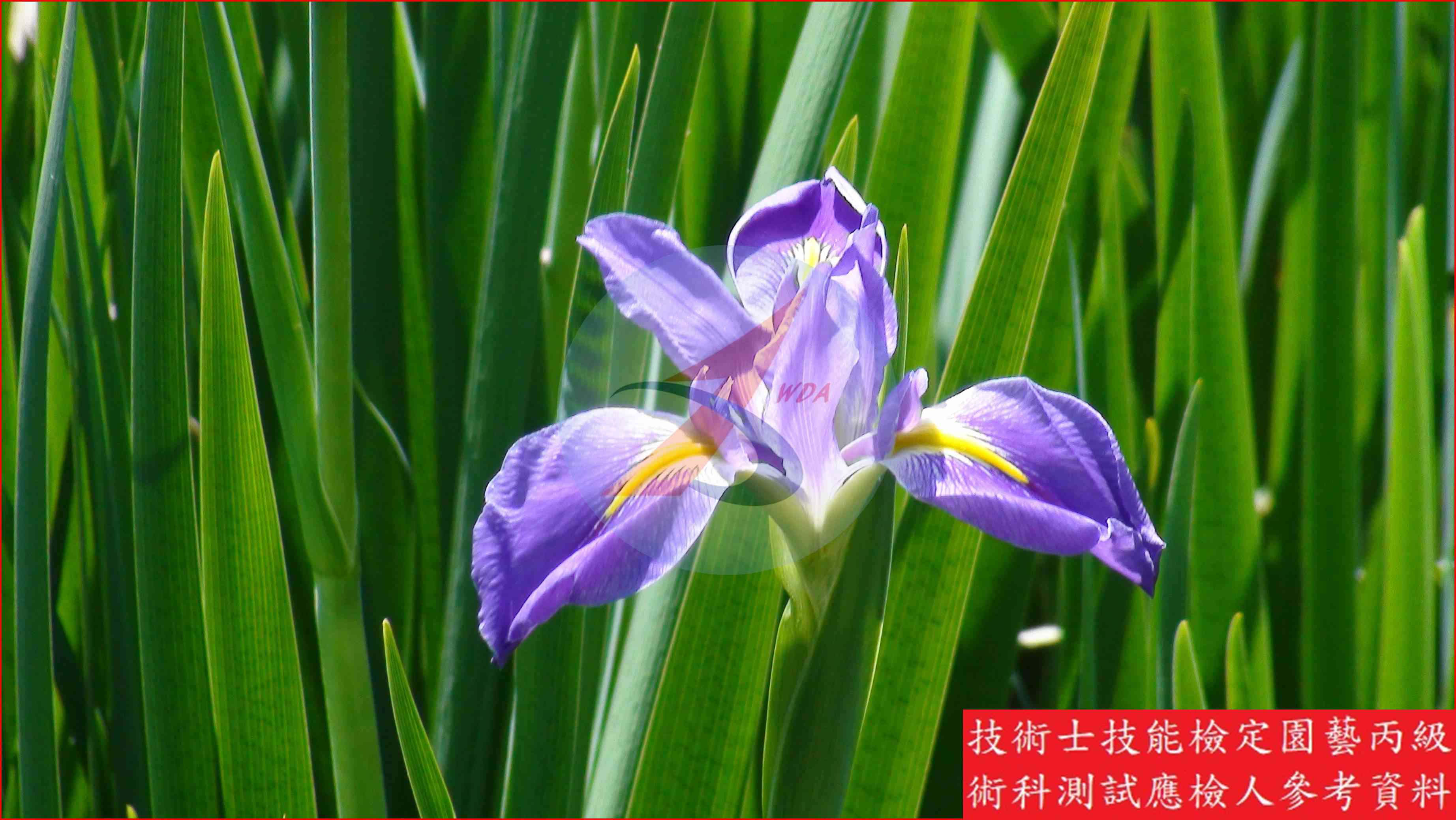 鳶尾 園藝丙級識別圖片 4