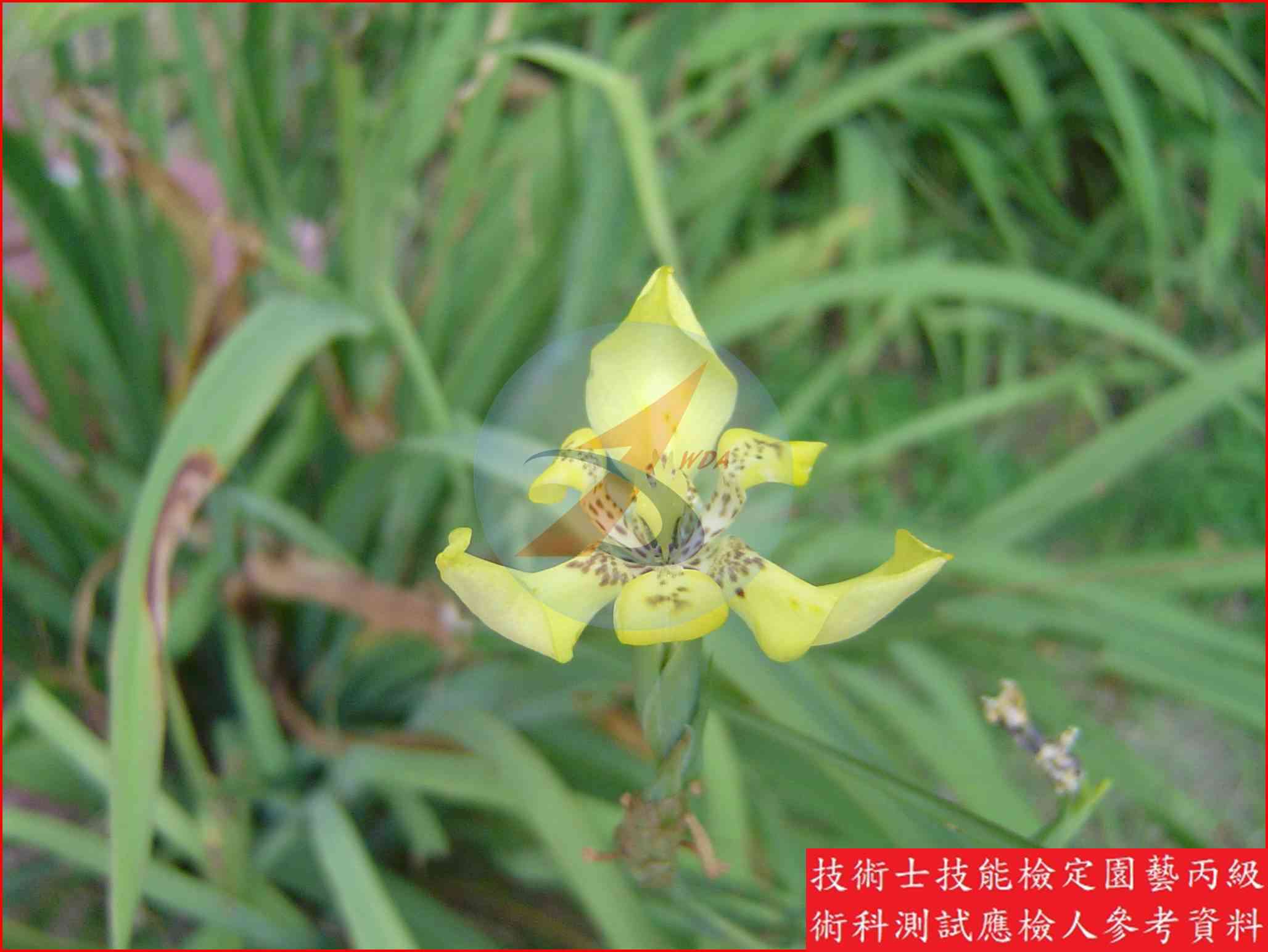 鳶尾 園藝丙級識別圖片 5