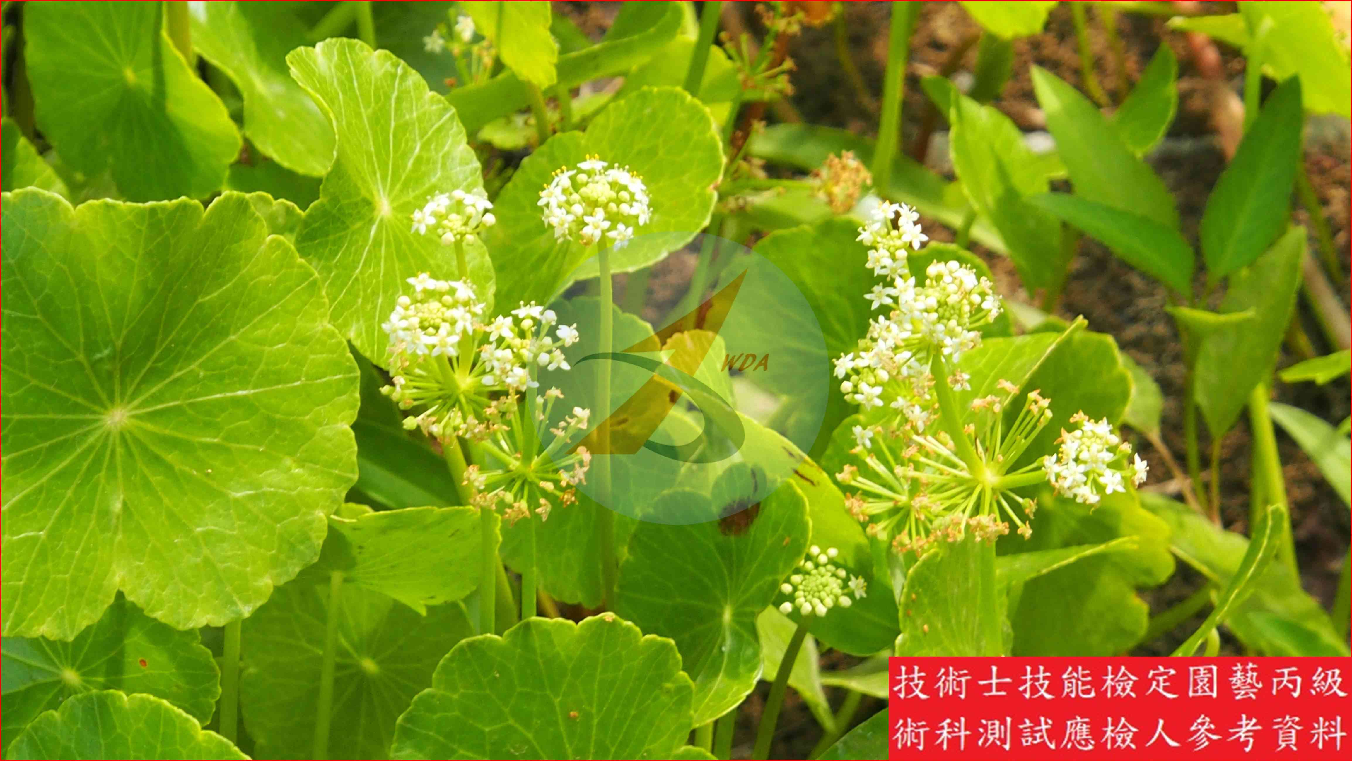 銅錢草 園藝丙級辨識圖片