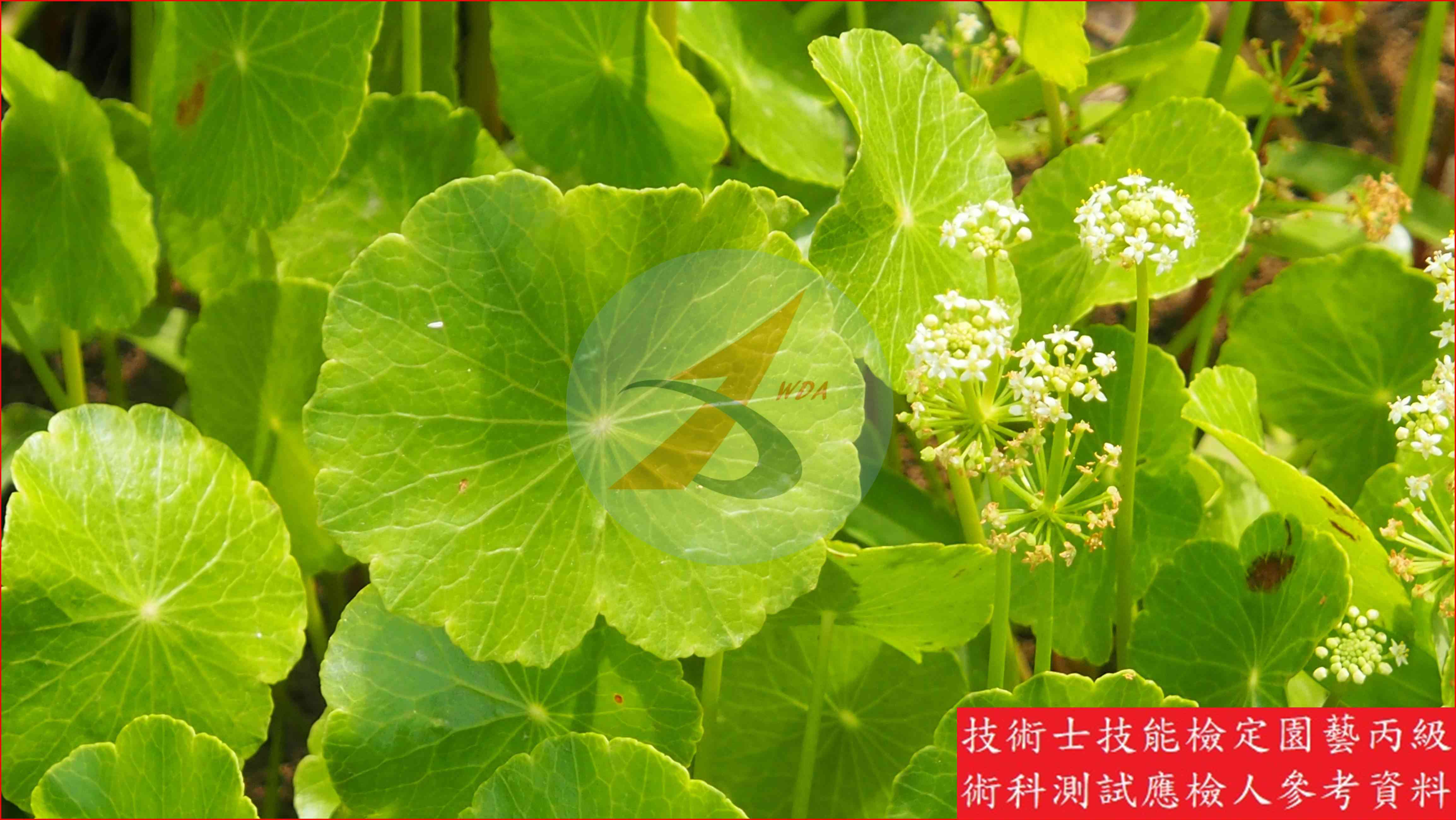 銅錢草 園藝丙級識別圖片 2