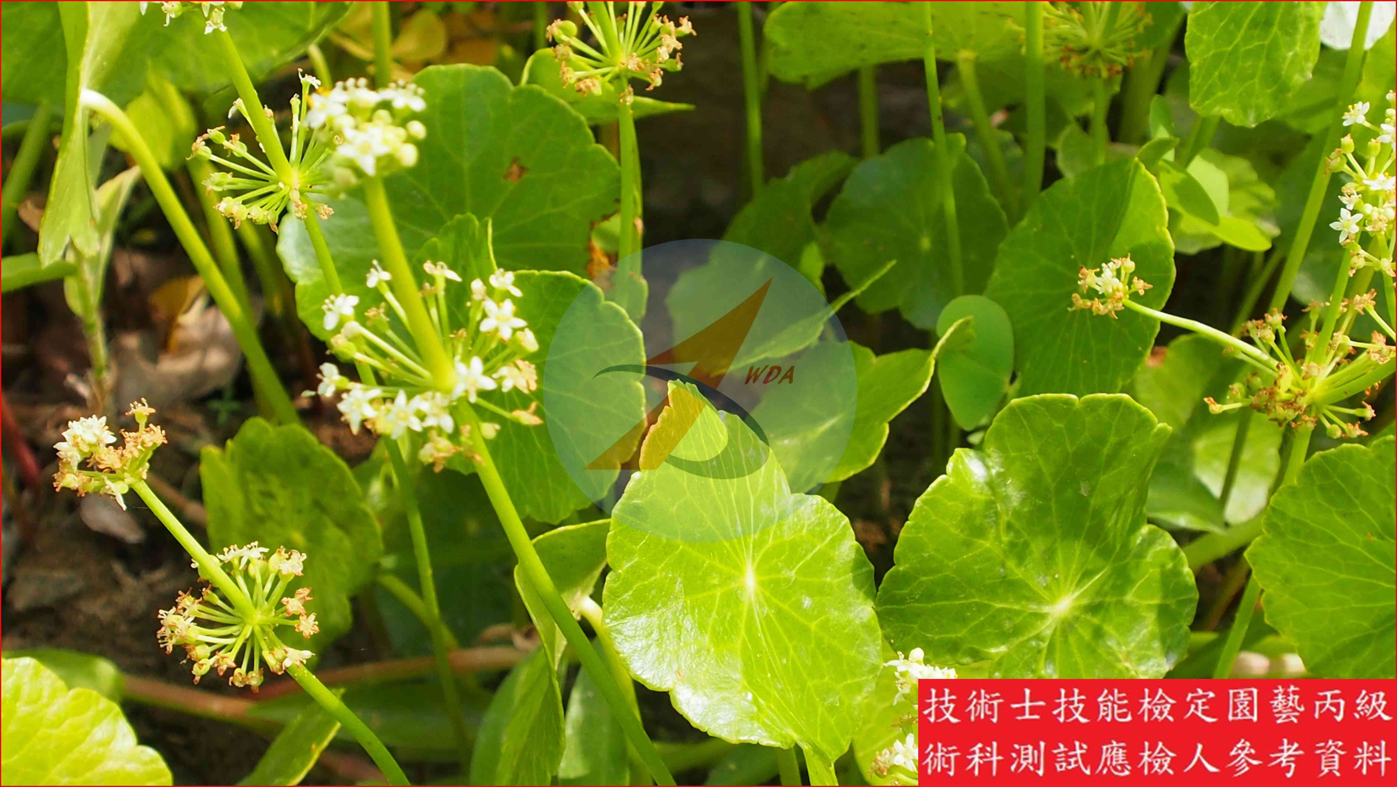 銅錢草 園藝丙級識別圖片 3