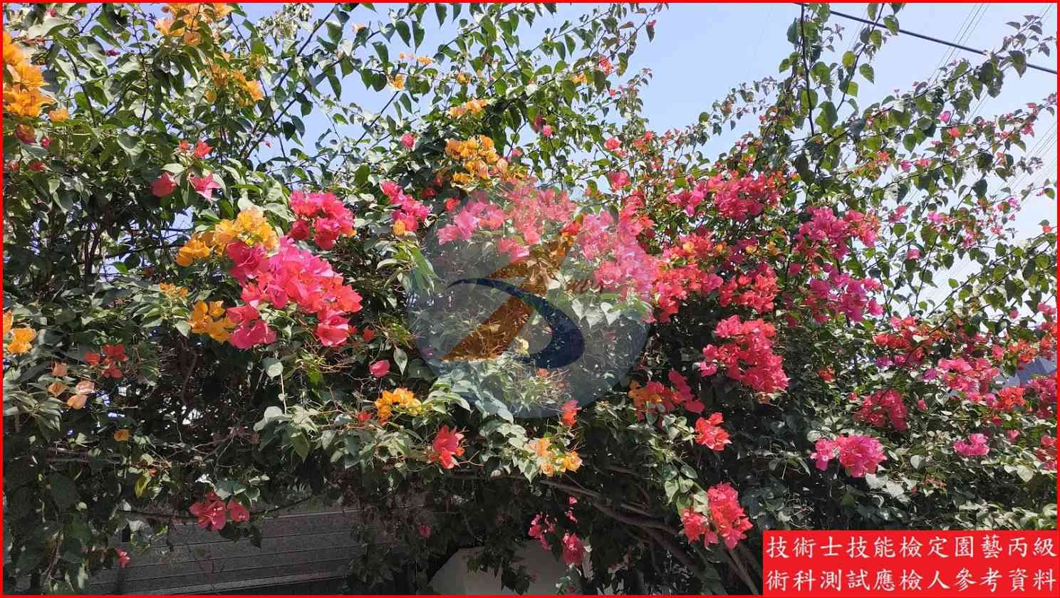 九重葛 園藝丙級識別圖片 2