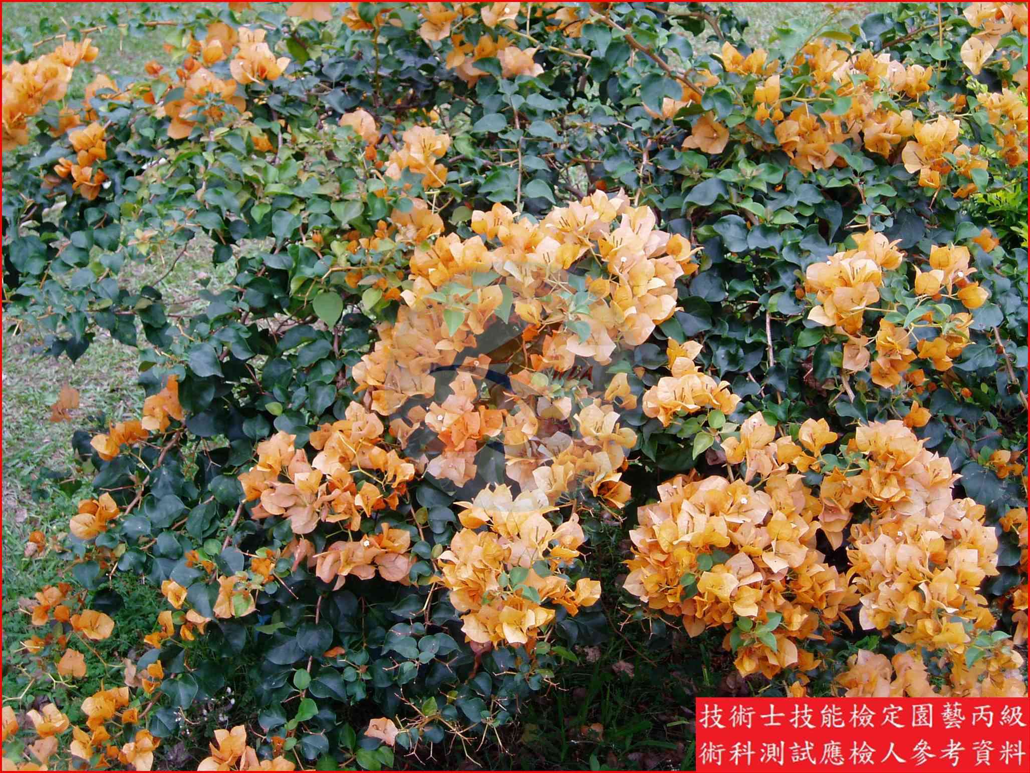 九重葛 園藝丙級識別圖片 3