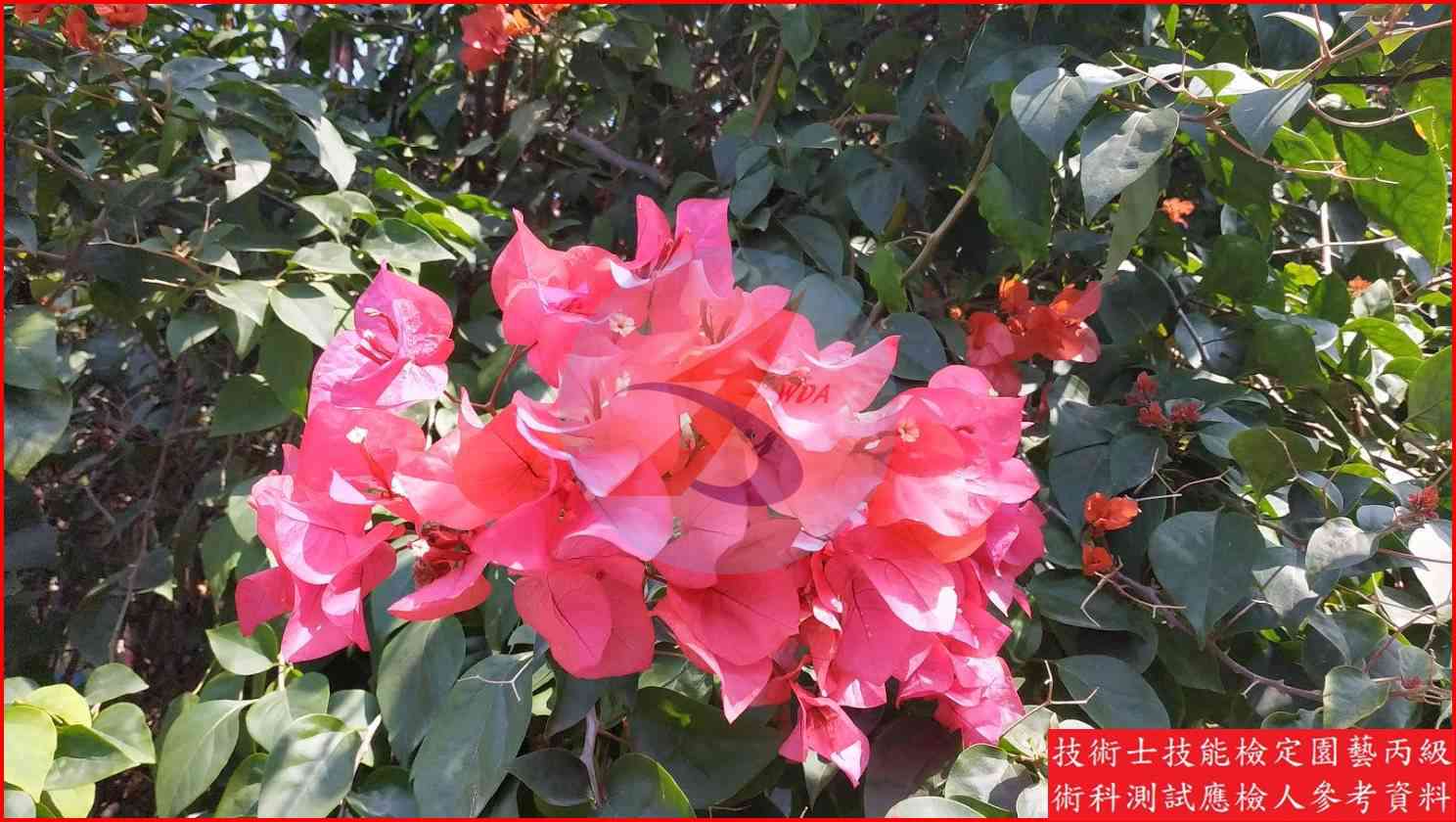 九重葛 園藝丙級識別圖片 4