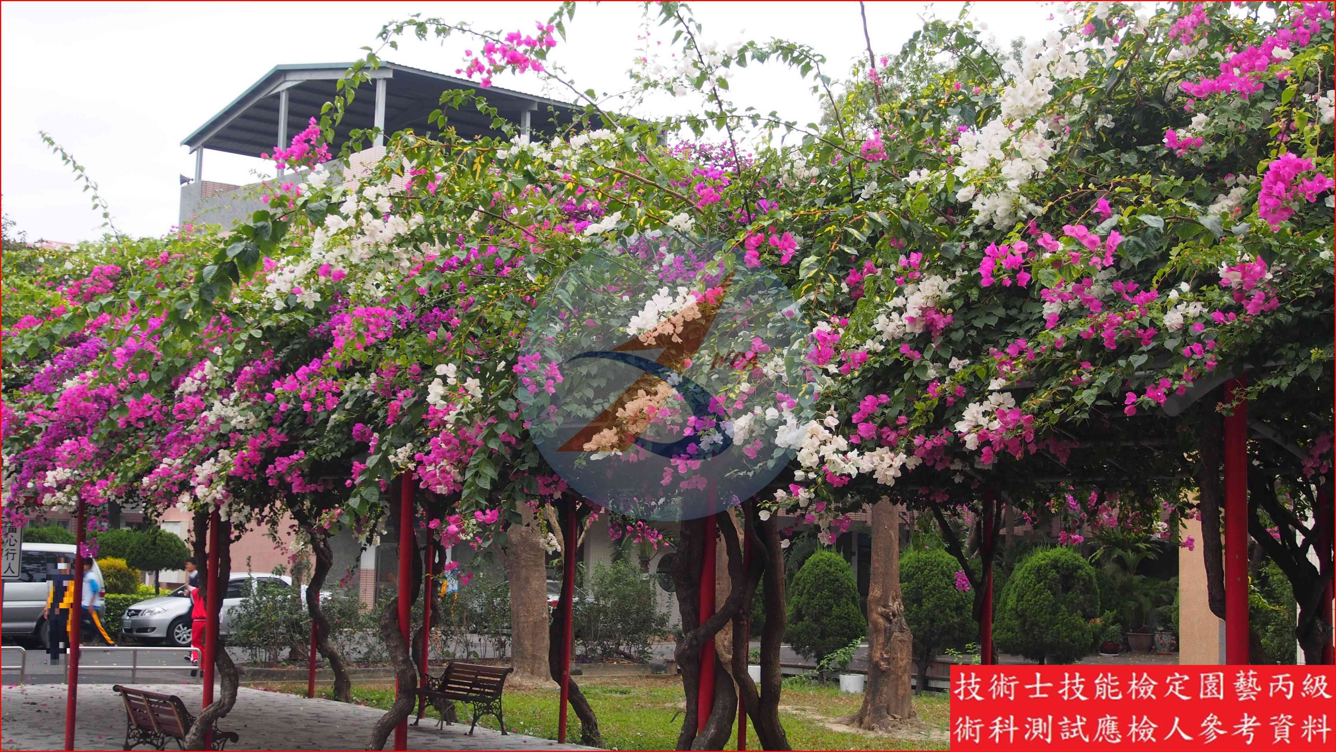 九重葛 園藝丙級識別圖片 5