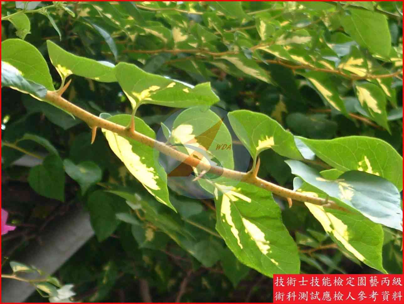 九重葛 園藝丙級識別圖片 7