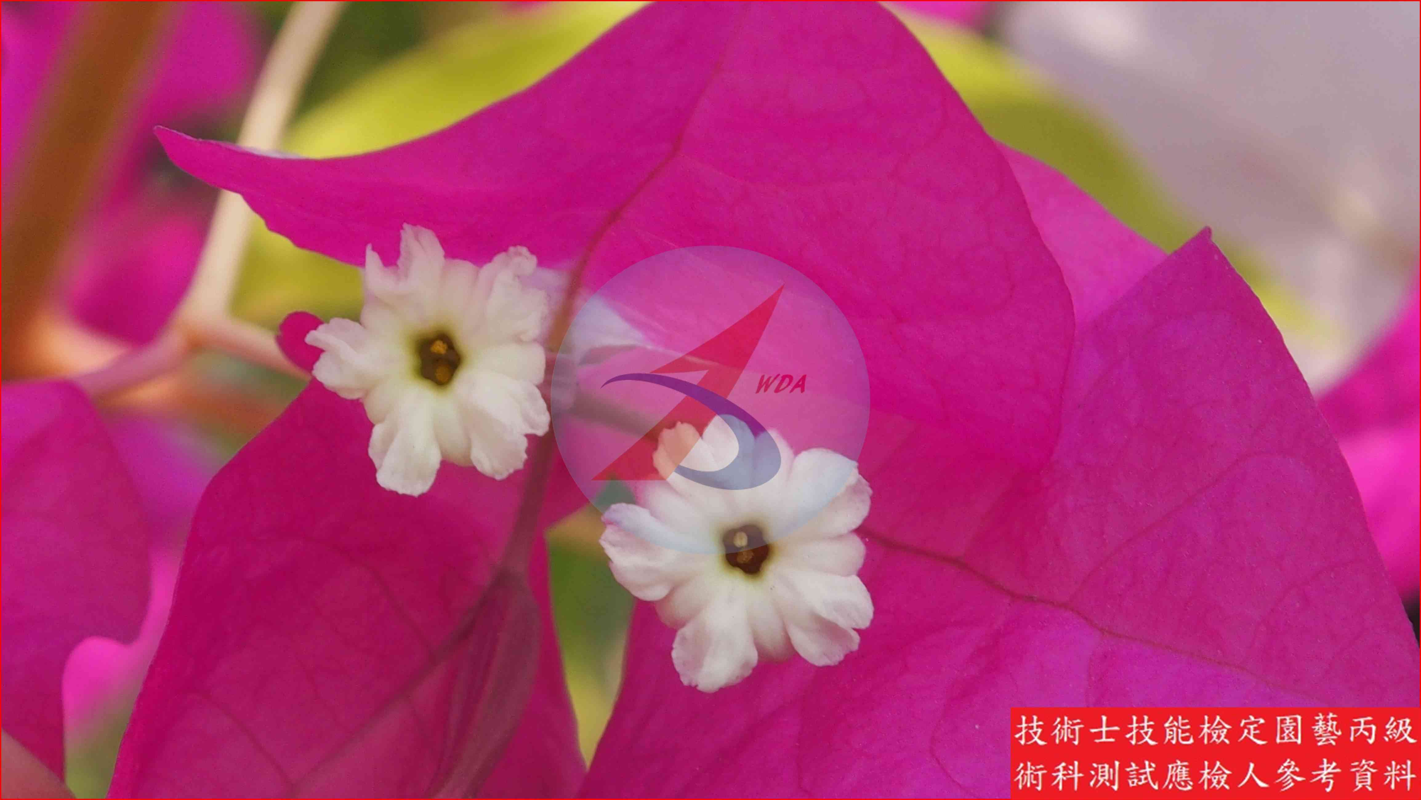 九重葛 園藝丙級識別圖片 8