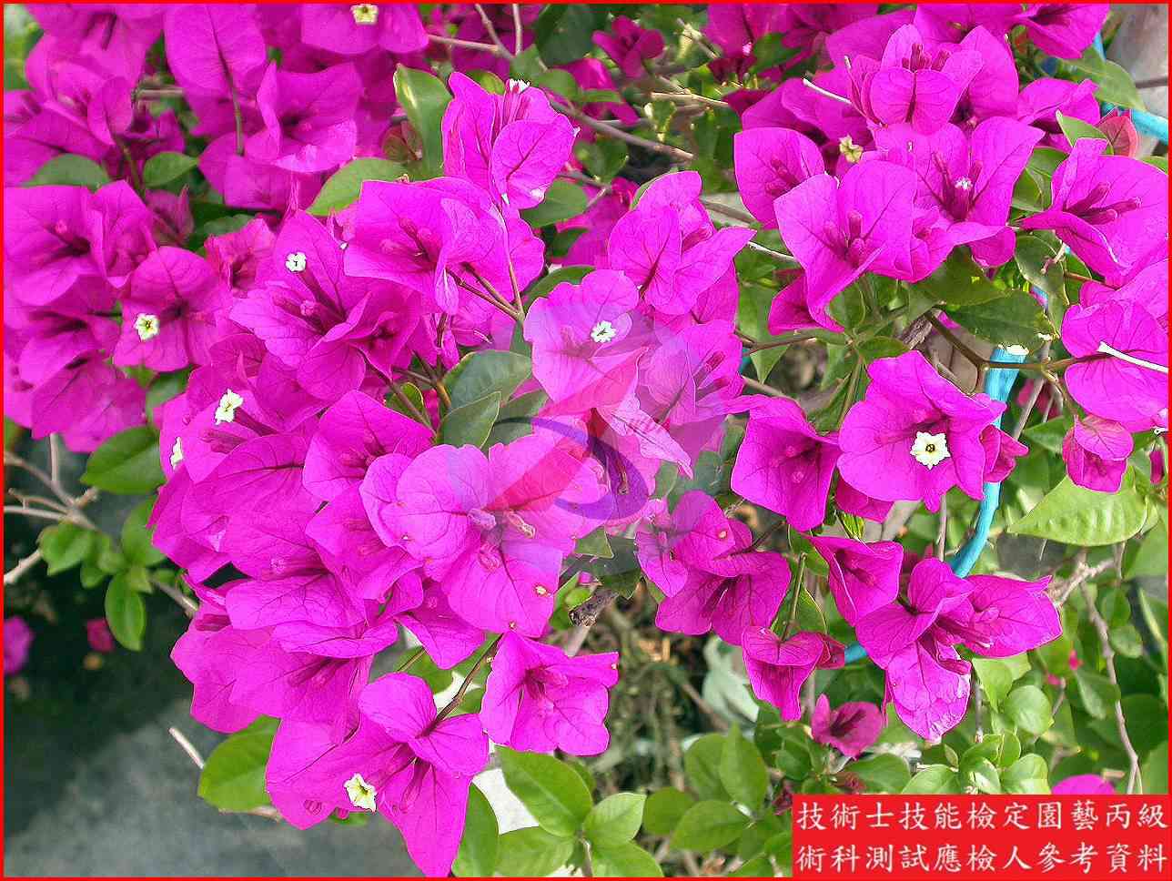 九重葛 園藝丙級識別圖片 9