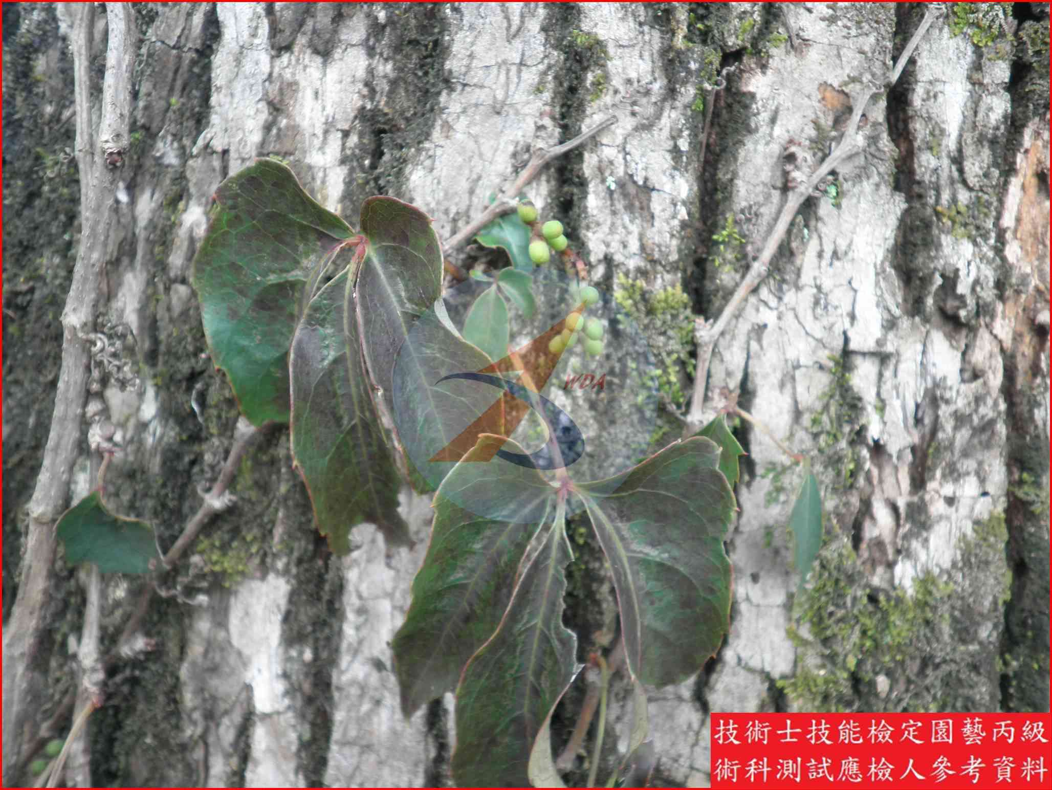 爬牆虎 園藝丙級識別主圖