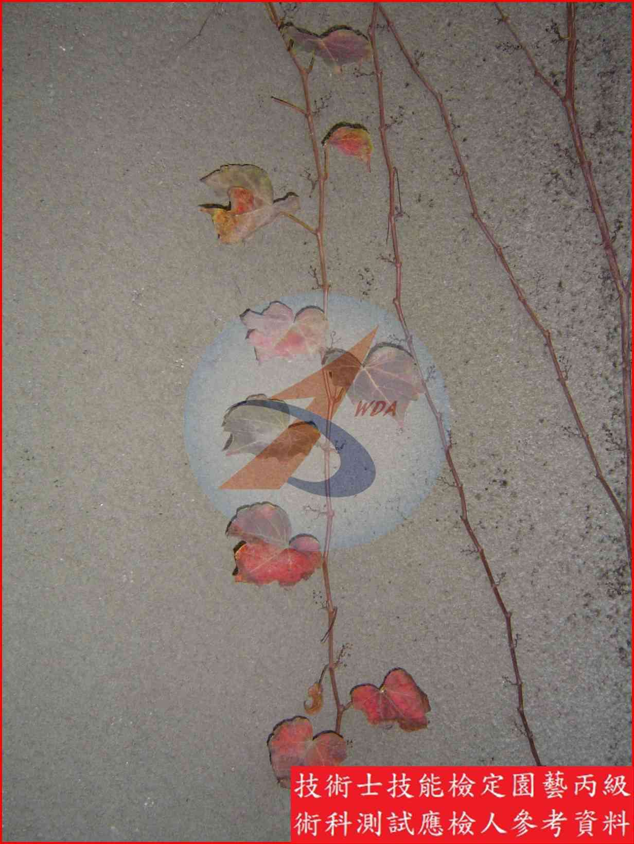 爬牆虎 園藝丙級識別圖片 2