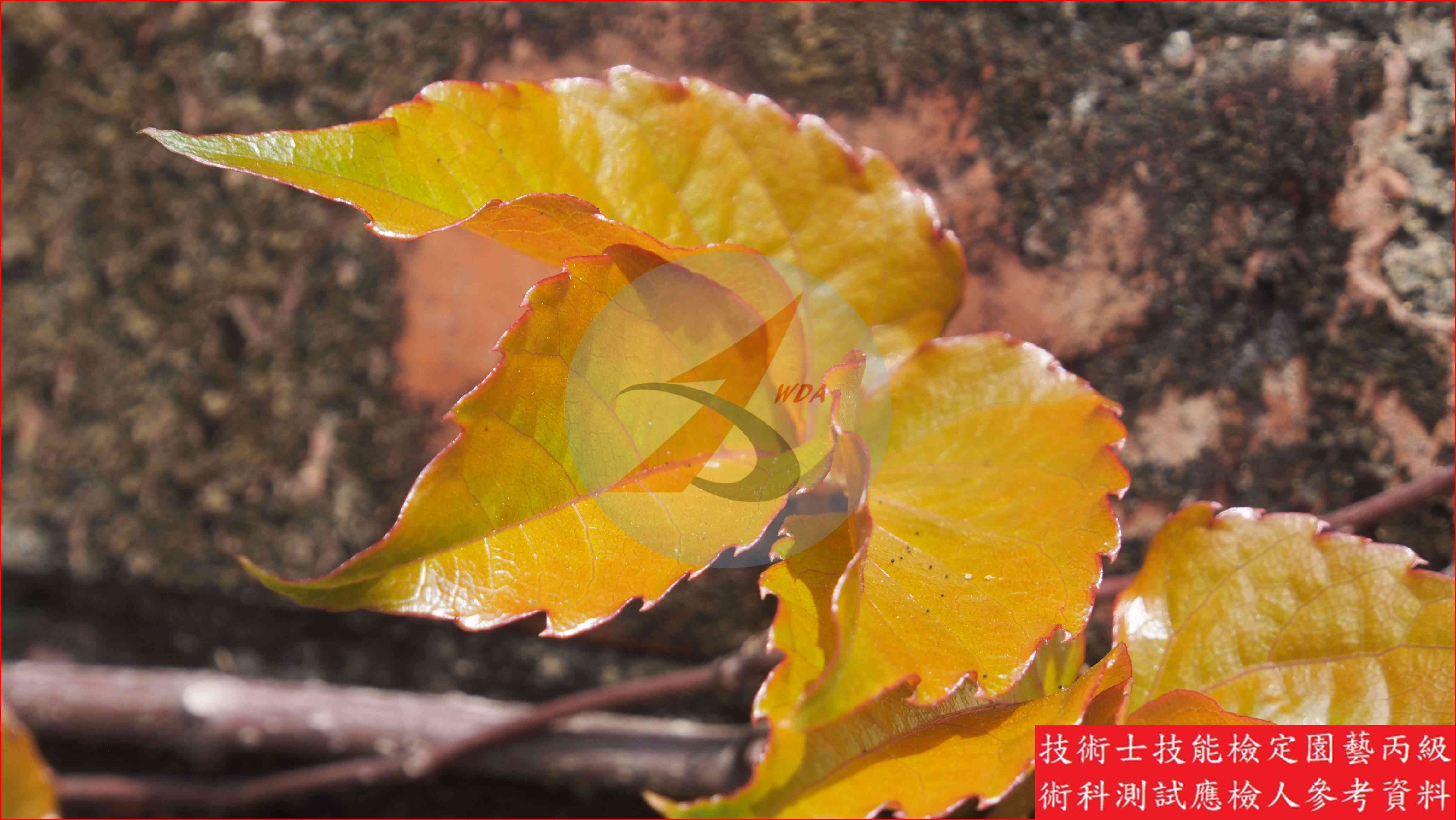 爬牆虎 園藝丙級識別圖片 3