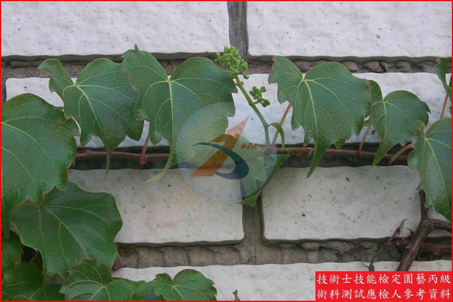 爬牆虎 園藝丙級識別圖片 4