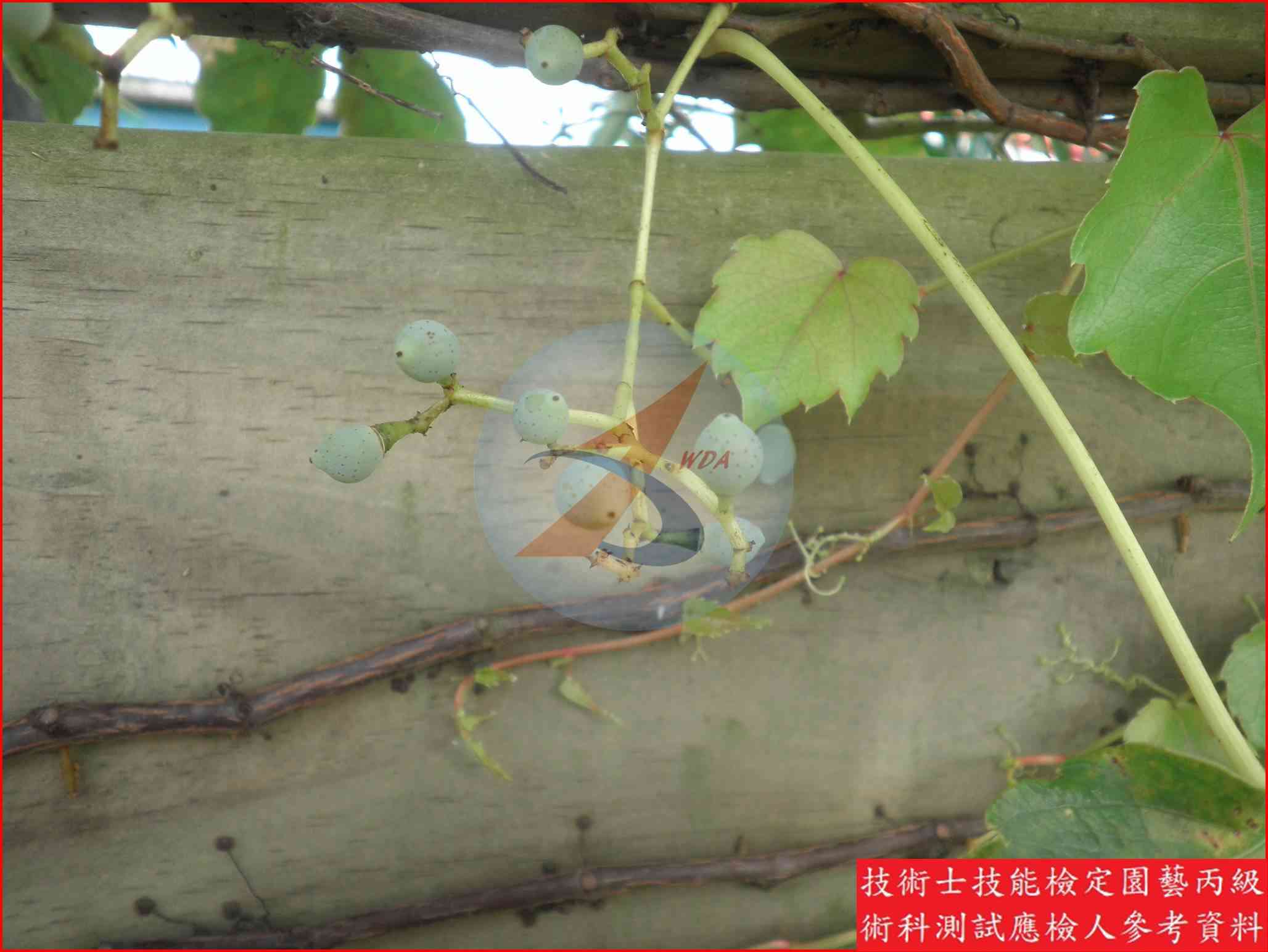 爬牆虎 園藝丙級識別圖片 5