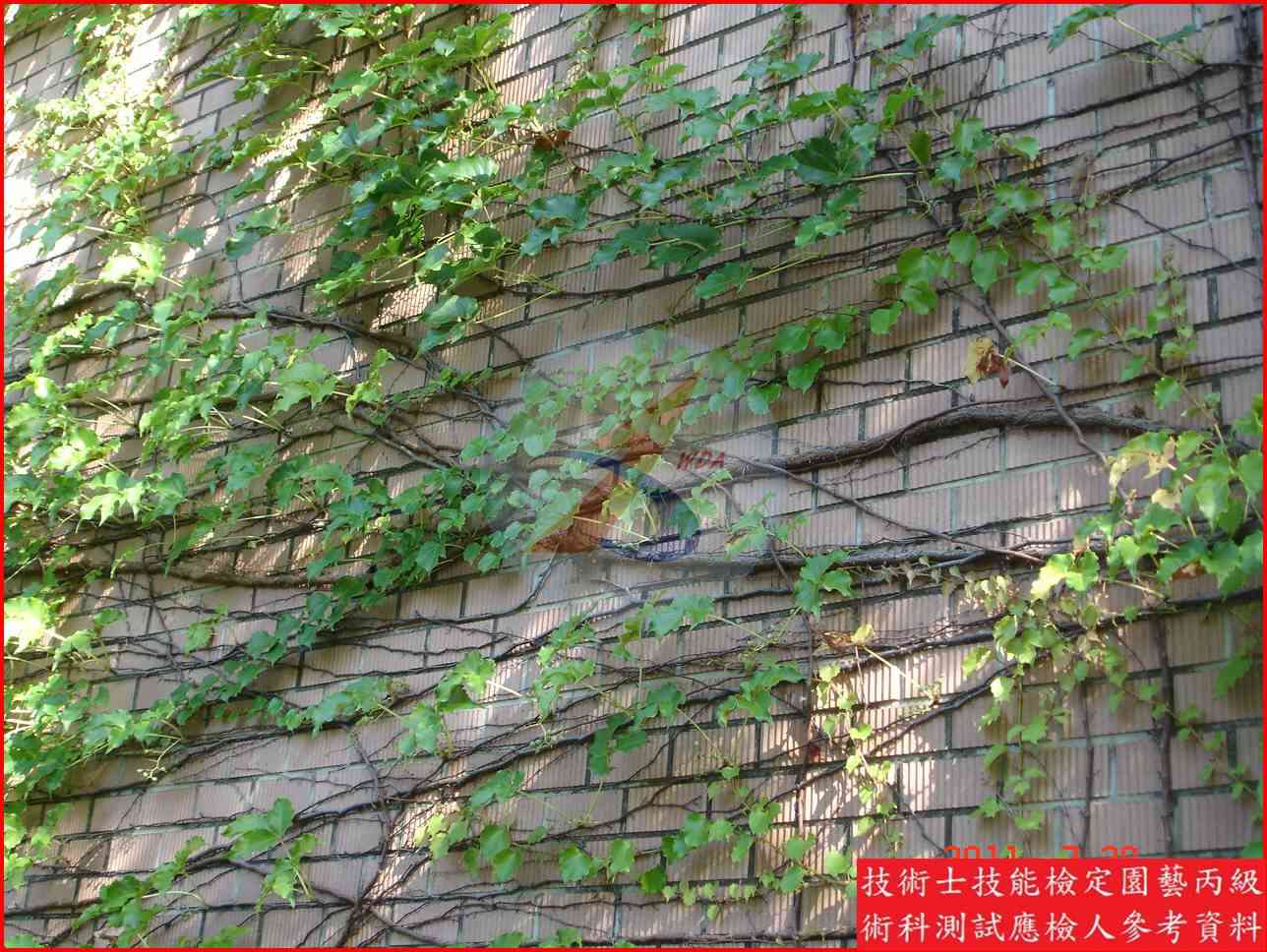 爬牆虎 園藝丙級識別圖片 6
