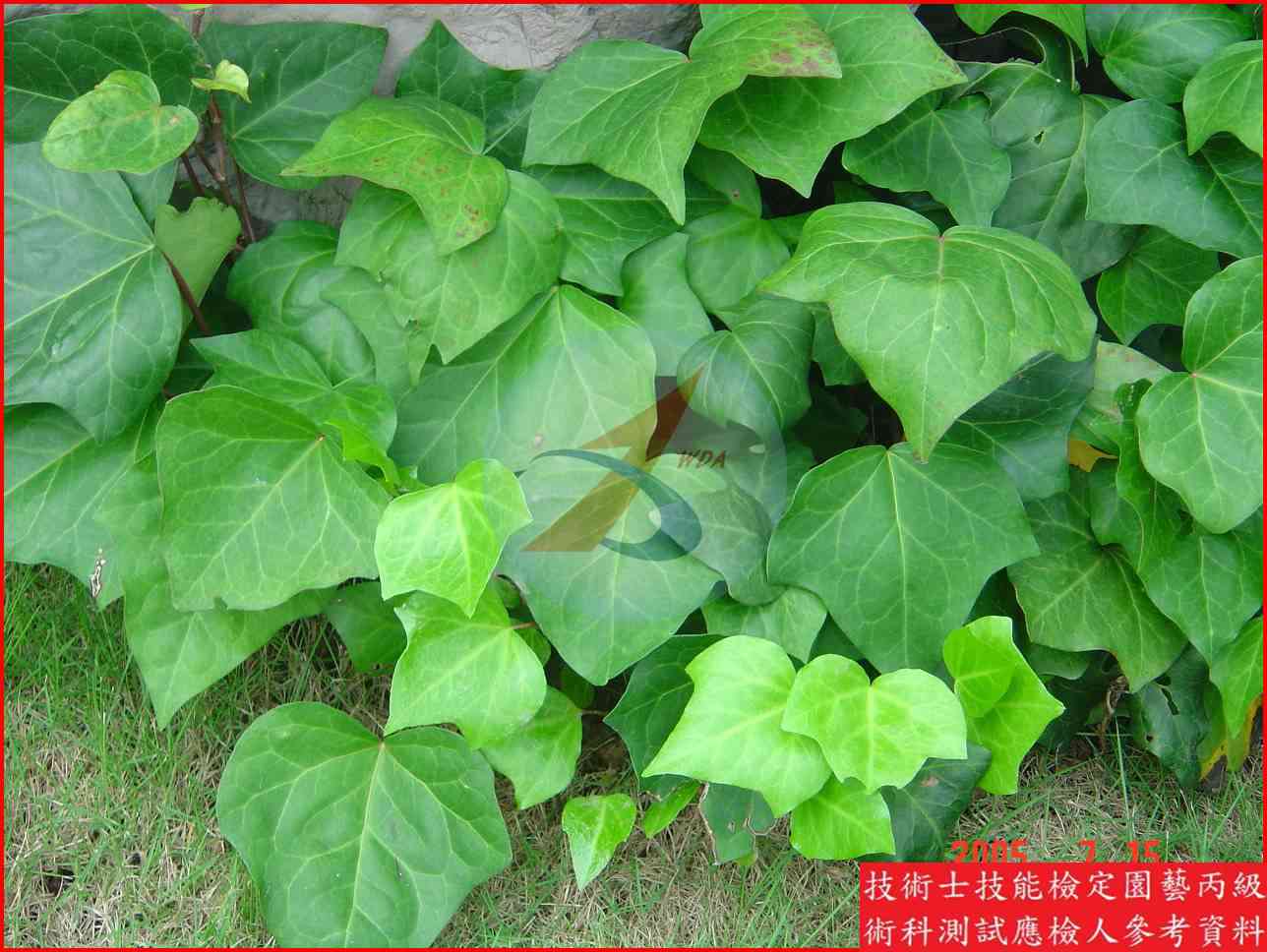 常春藤 園藝丙級識別主圖