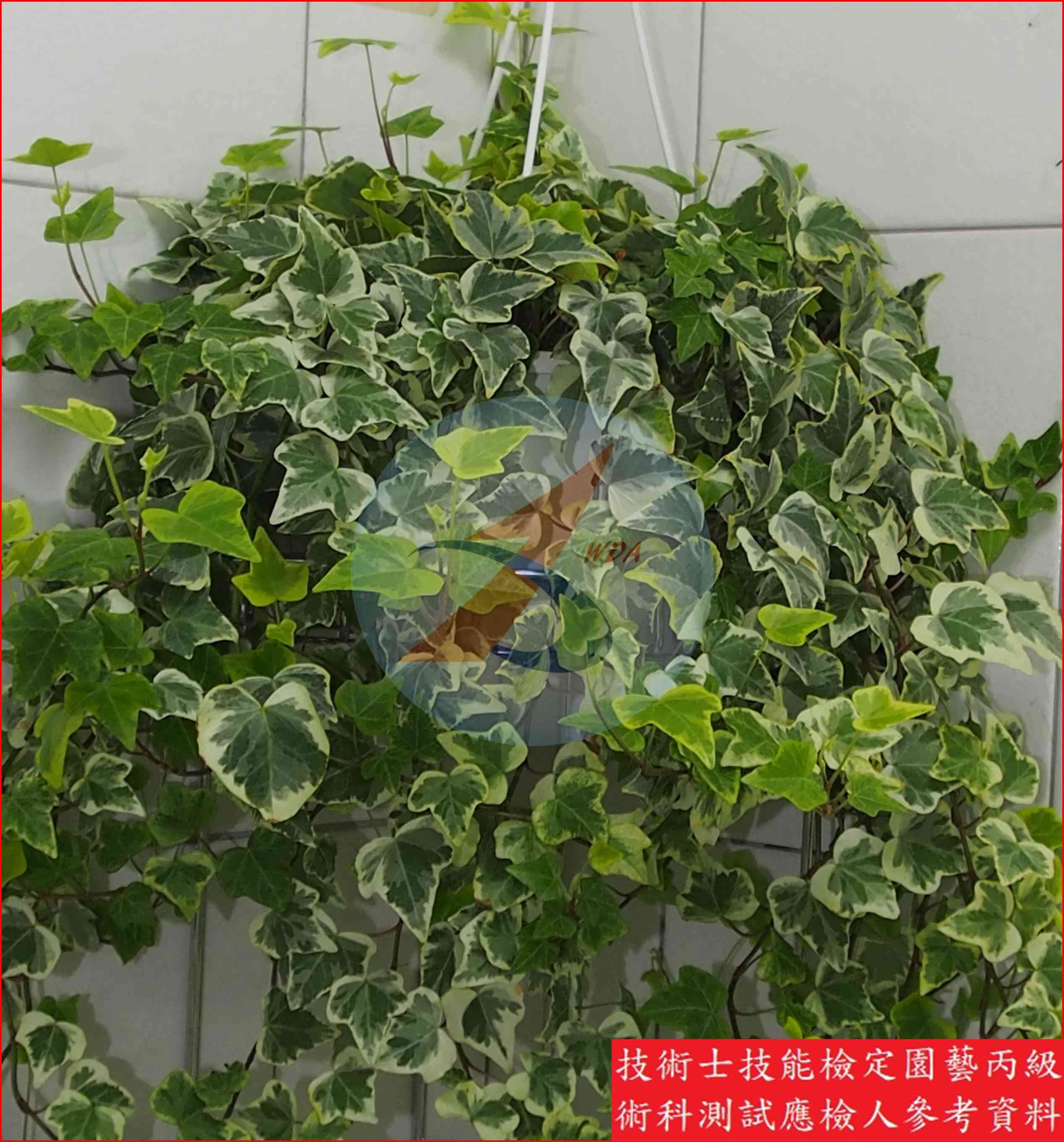 常春藤 園藝丙級識別圖片 3