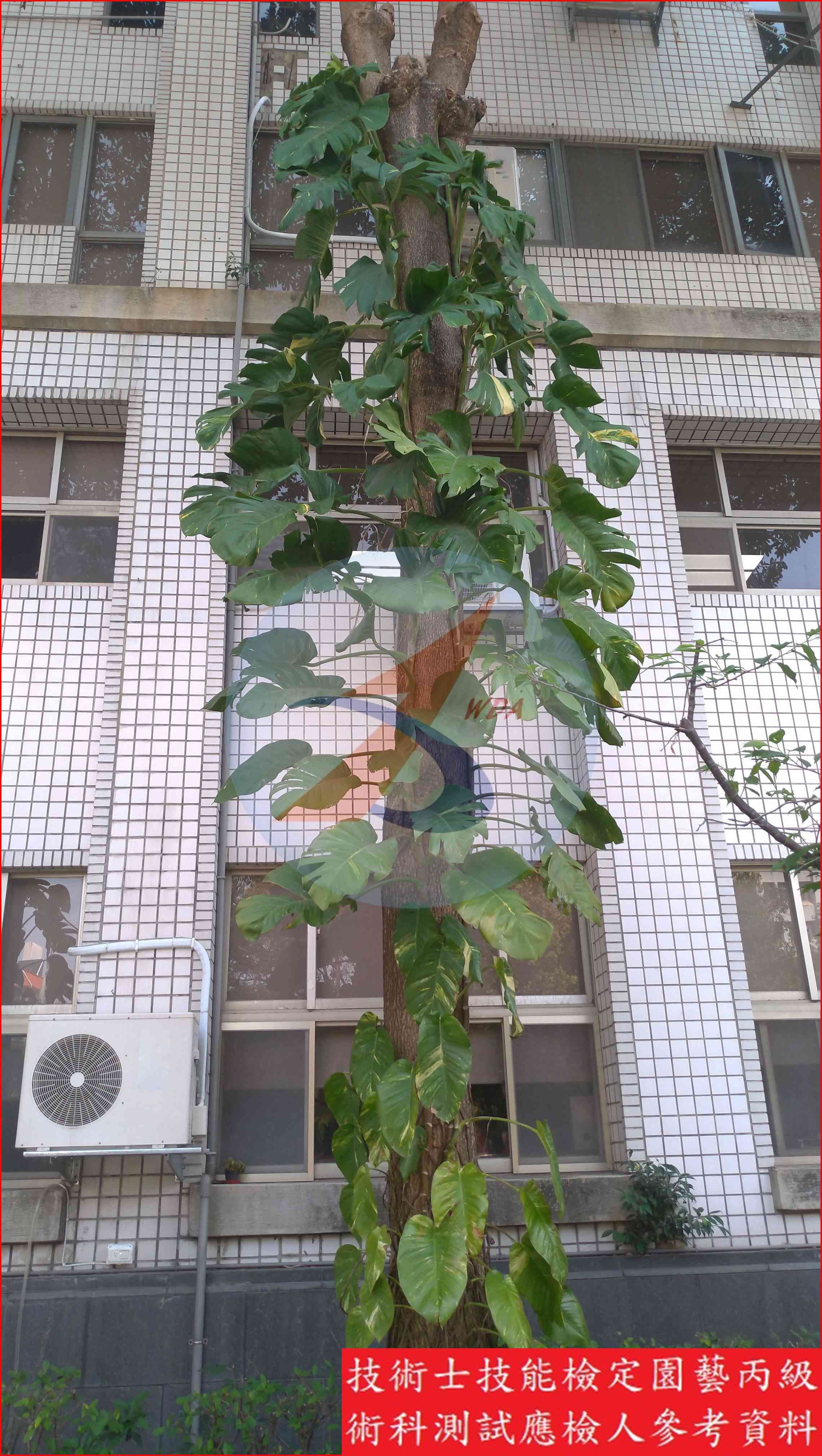 黃金葛 園藝丙級識別圖片 3