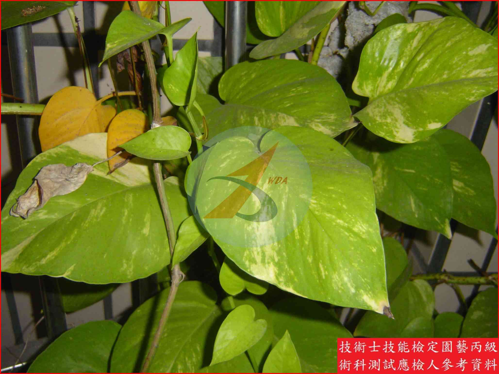 黃金葛 園藝丙級識別圖片 4