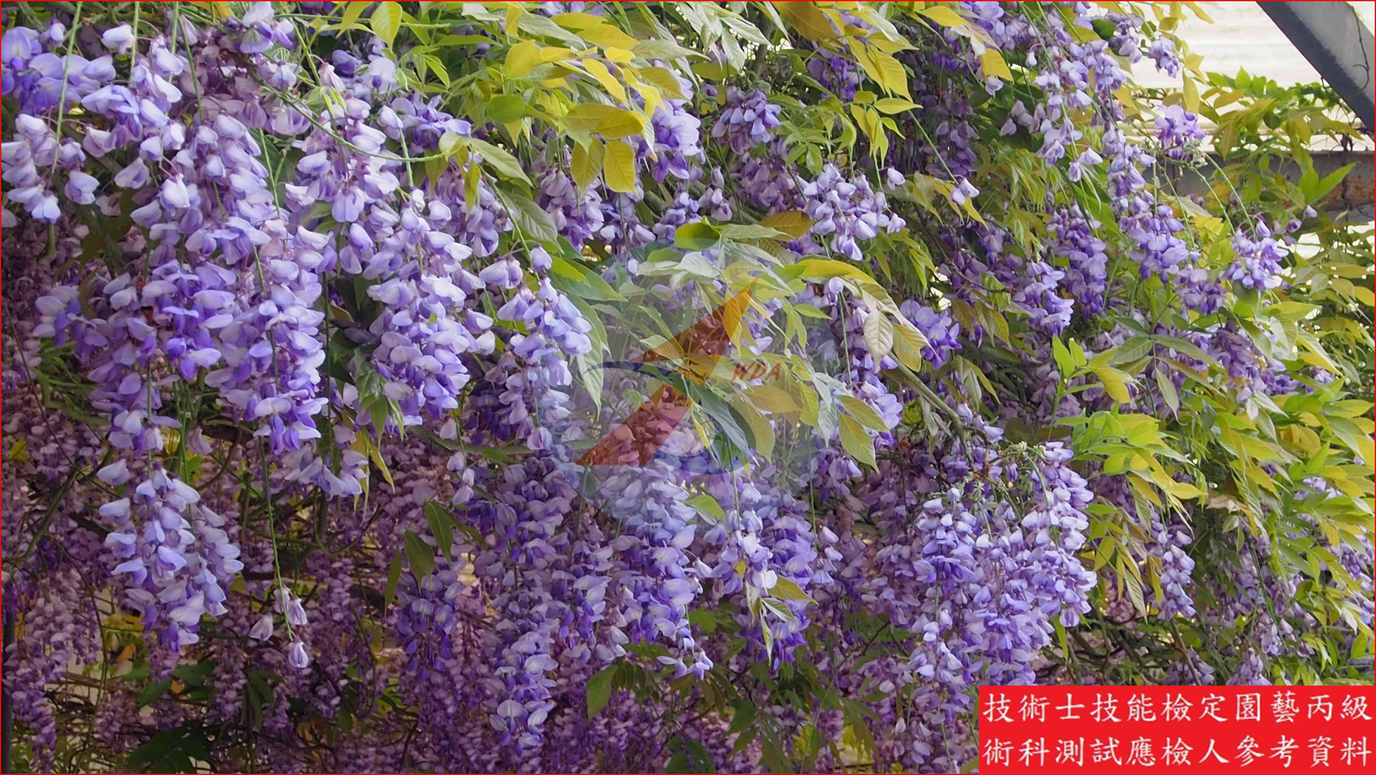 紫藤 園藝丙級識別圖片 3