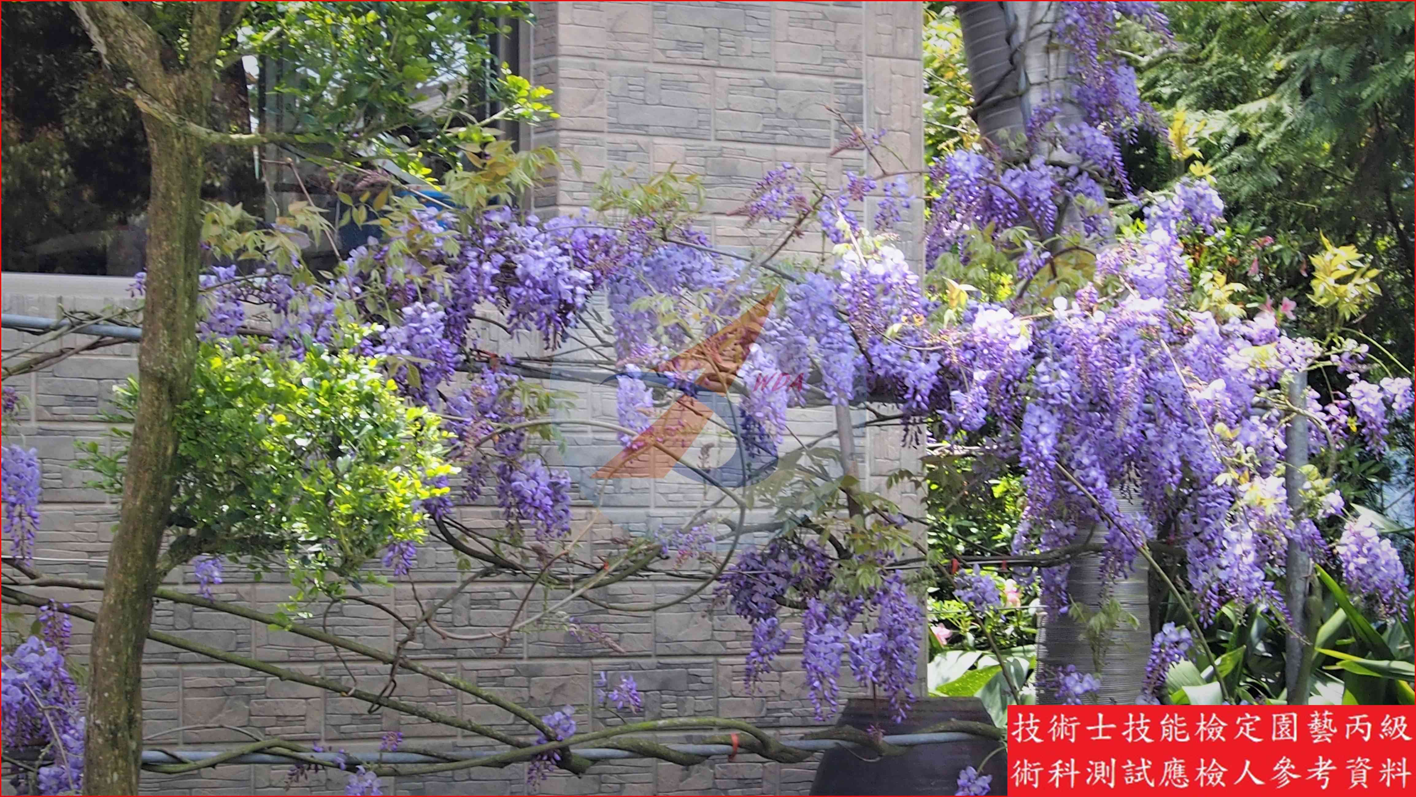 紫藤 園藝丙級識別圖片 5