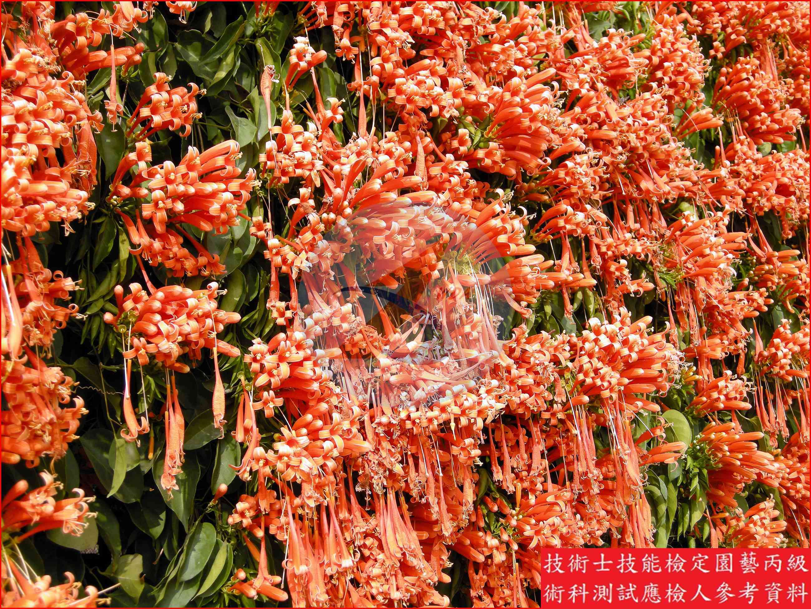 炮仗花 / 蒜香藤 比較主圖