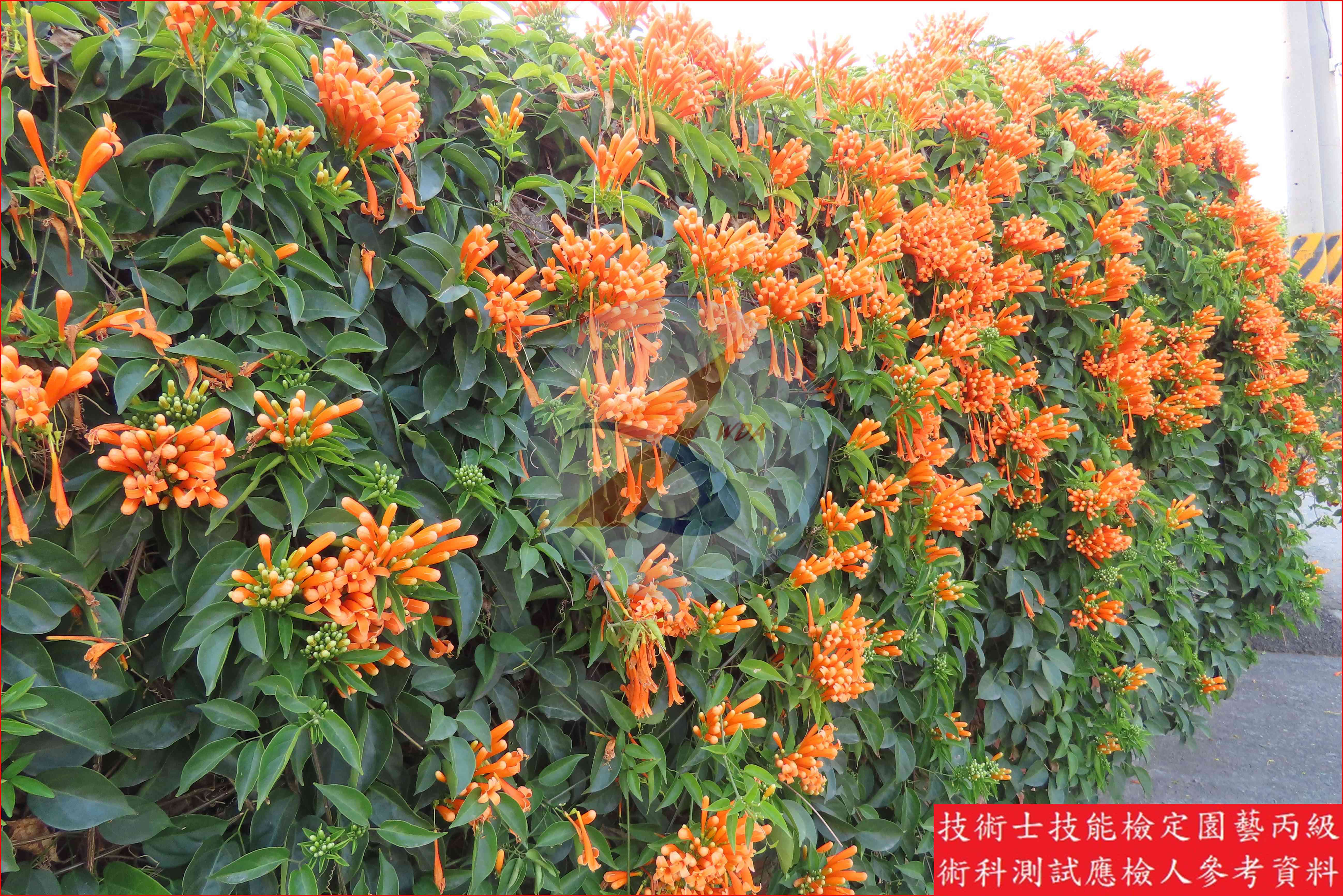 炮仗花 園藝丙級識別圖片 10