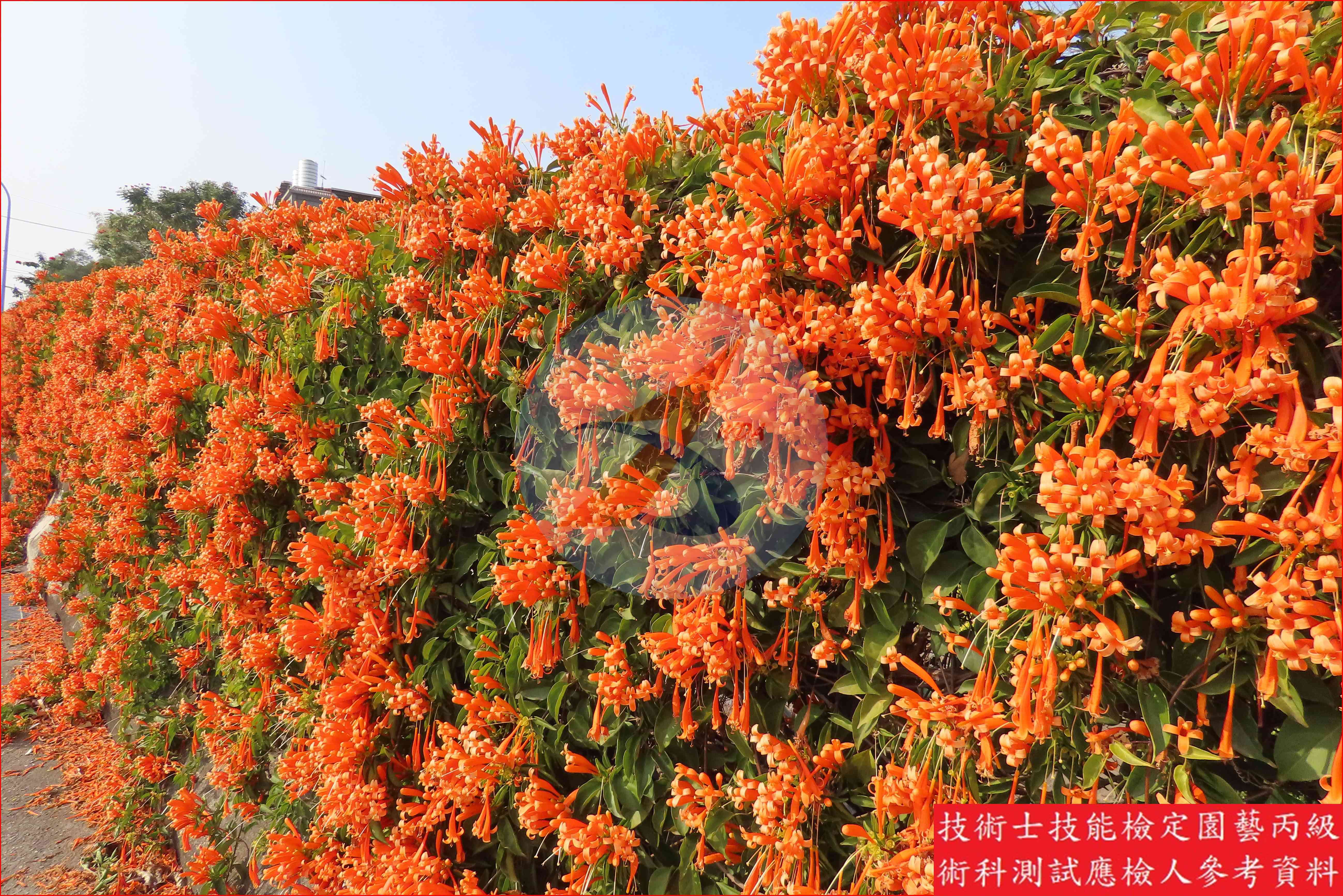 炮仗花 園藝丙級識別圖片 11