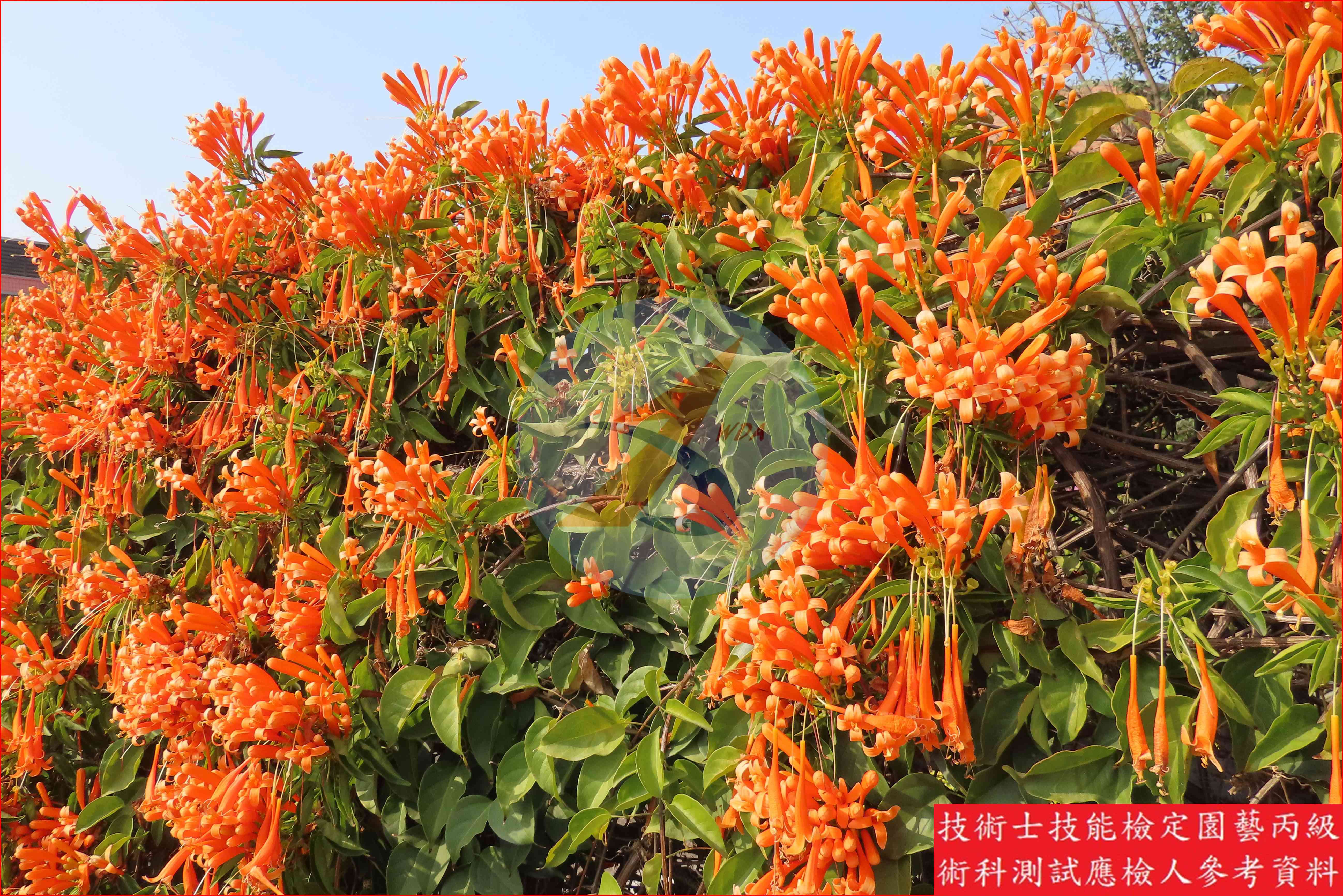 炮仗花 園藝丙級識別圖片 12