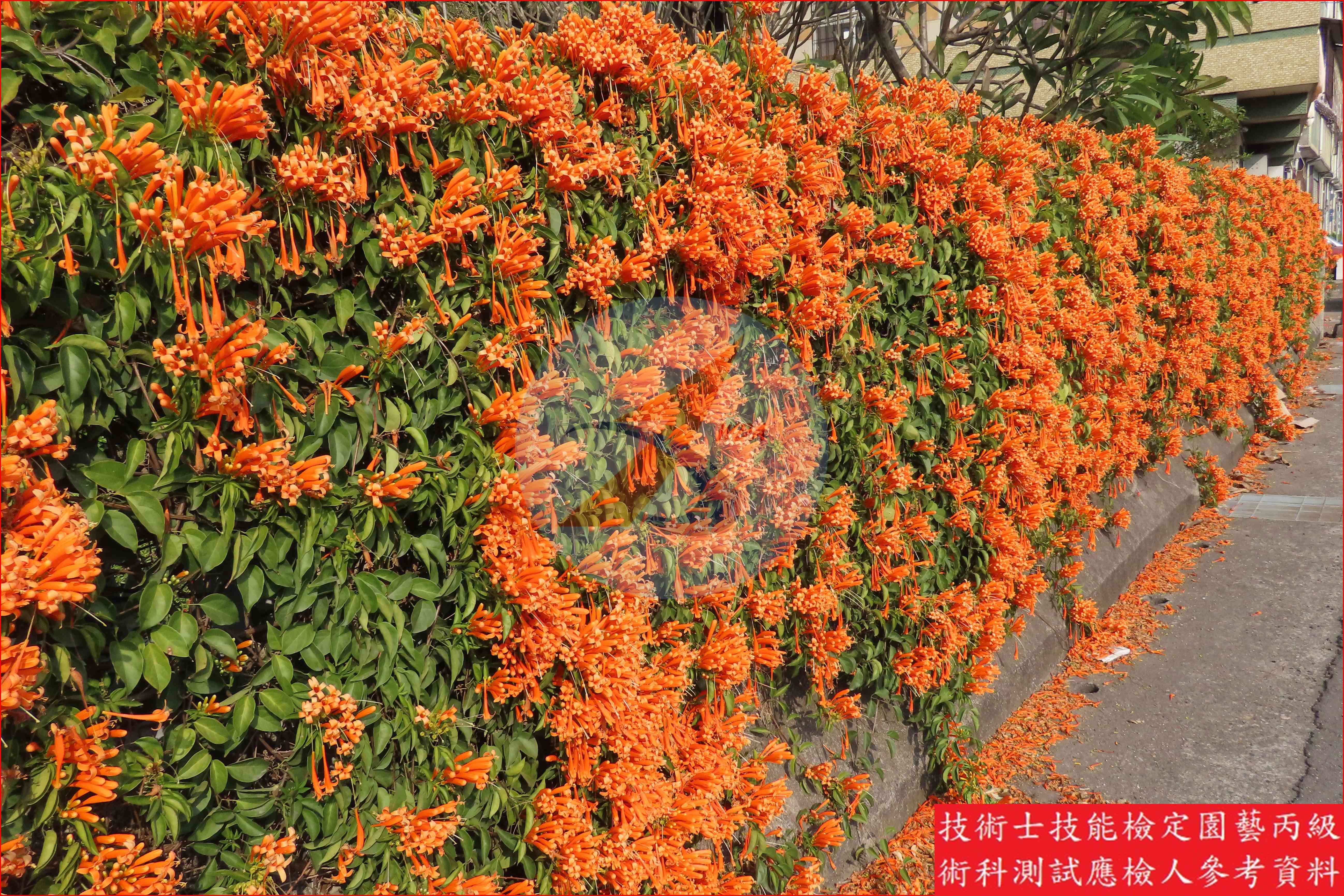 炮仗花 園藝丙級識別圖片 2
