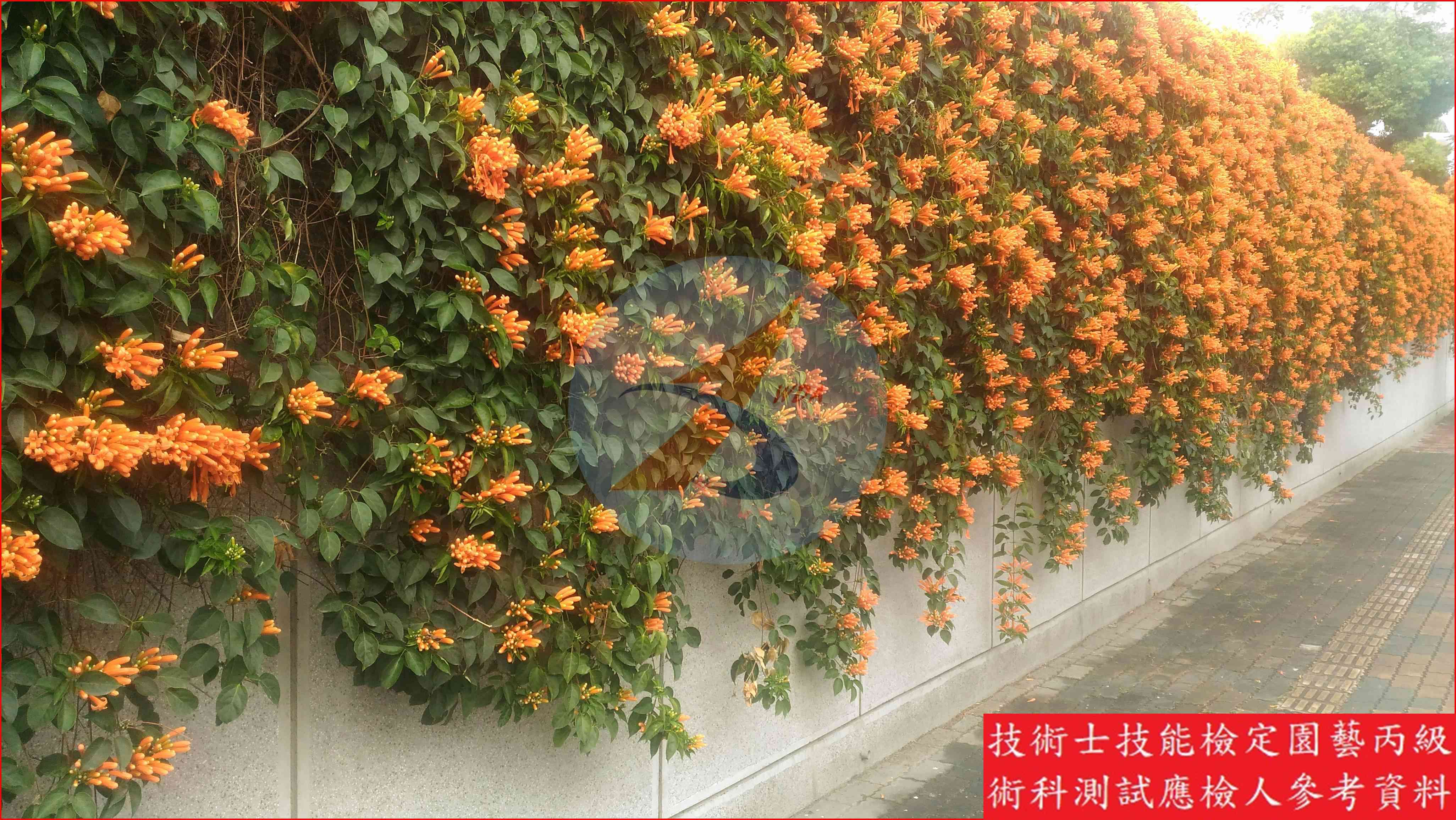 炮仗花 園藝丙級識別圖片 3