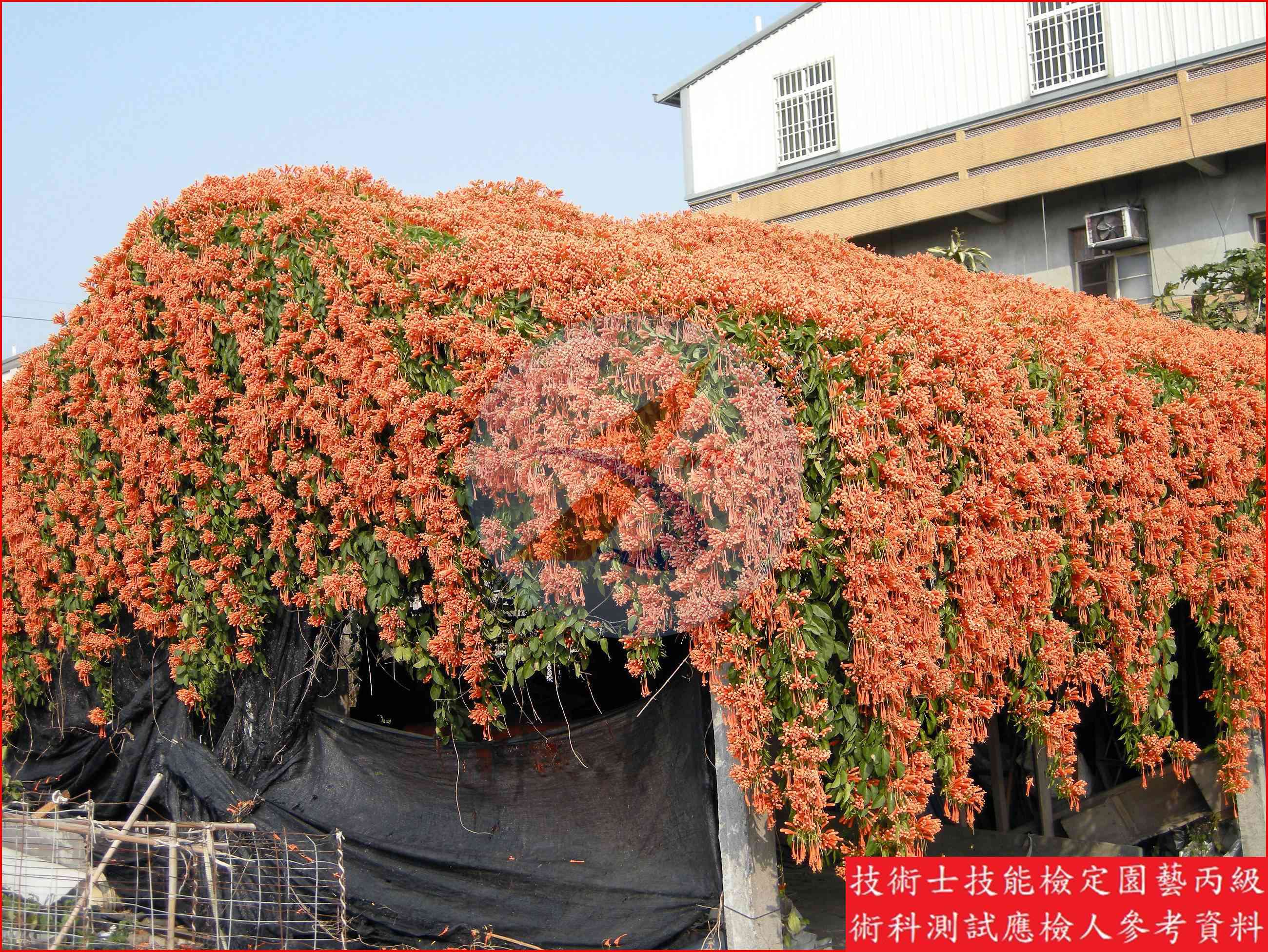 炮仗花 園藝丙級識別圖片 4