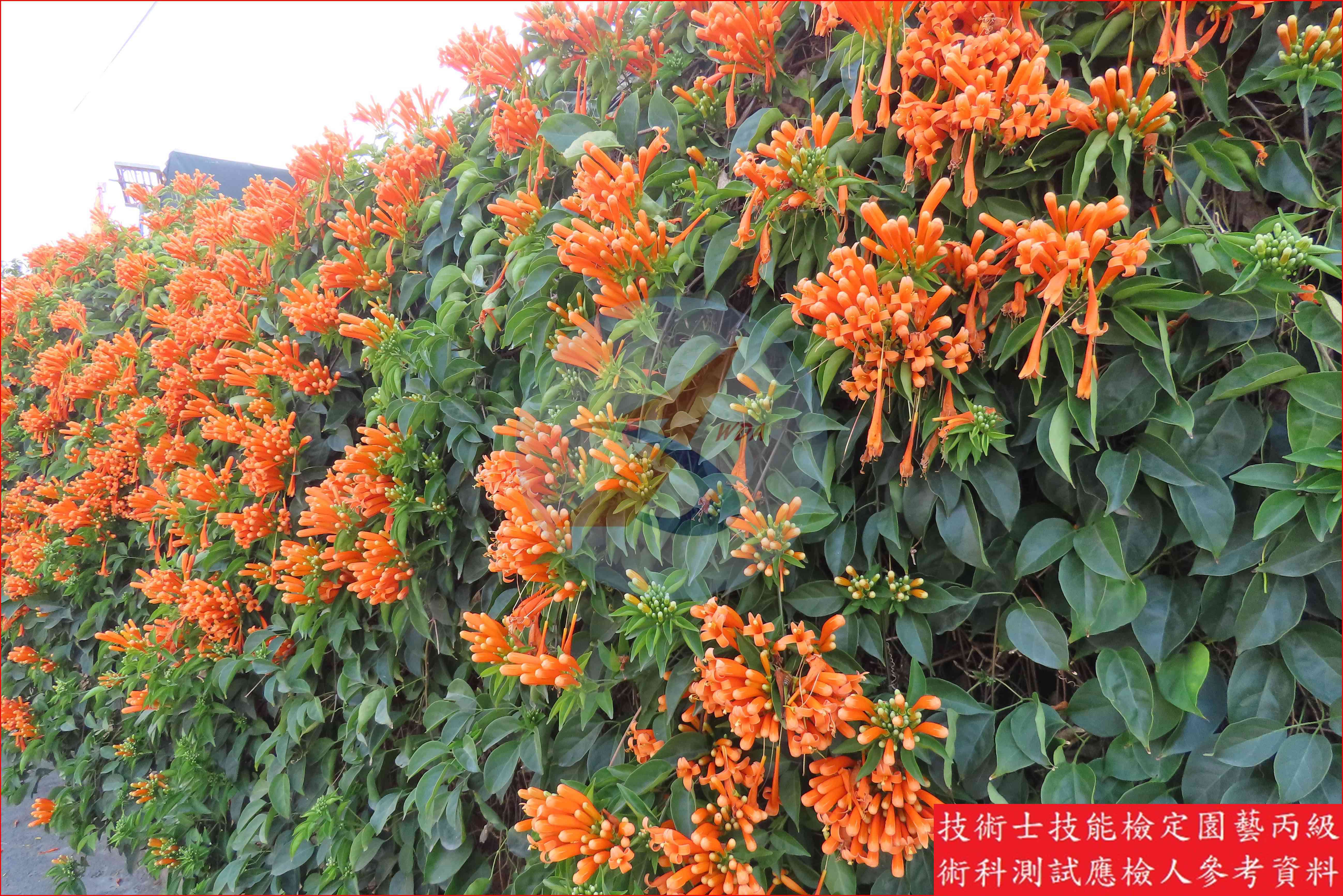 炮仗花 園藝丙級識別圖片 5