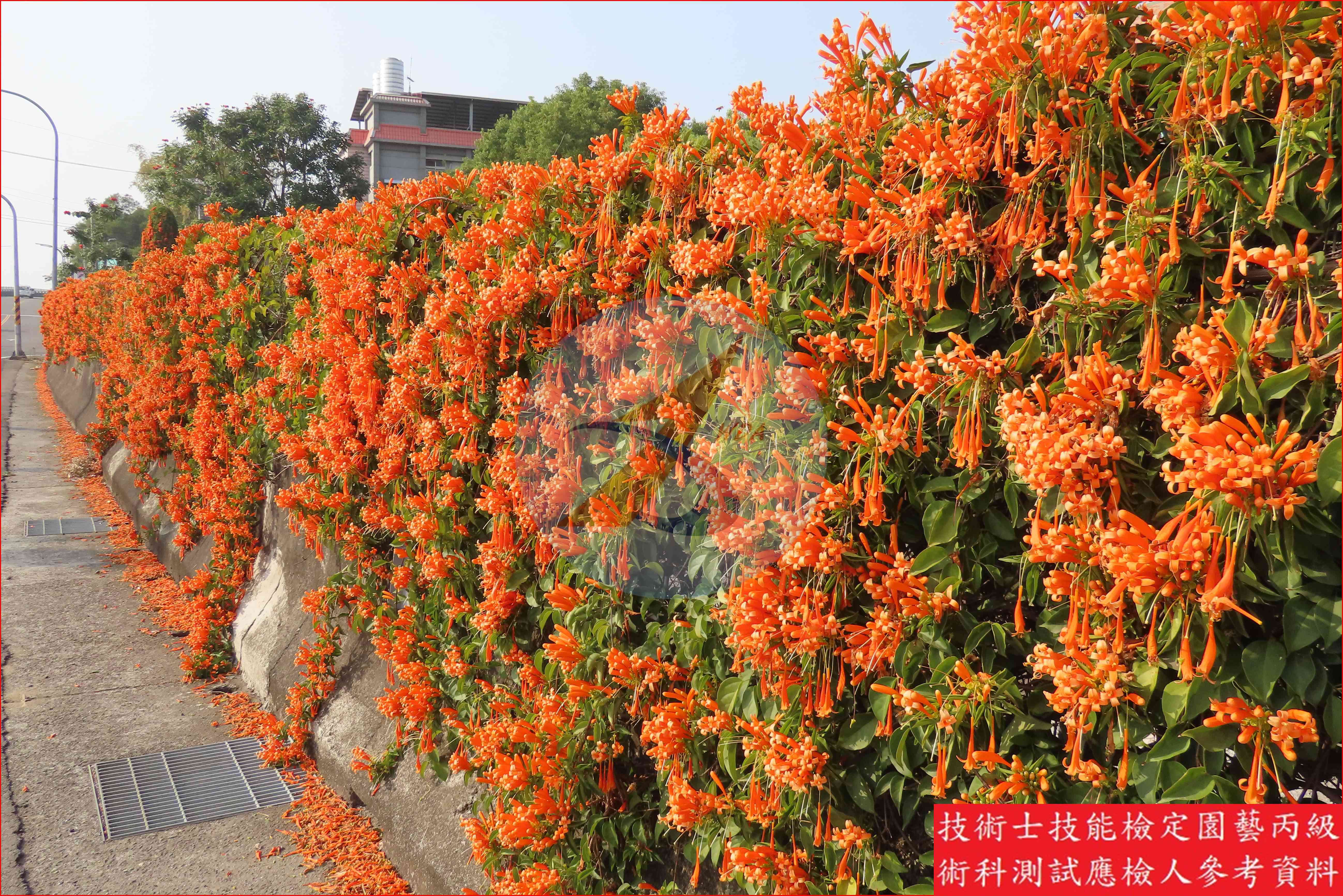 炮仗花 園藝丙級識別圖片 6