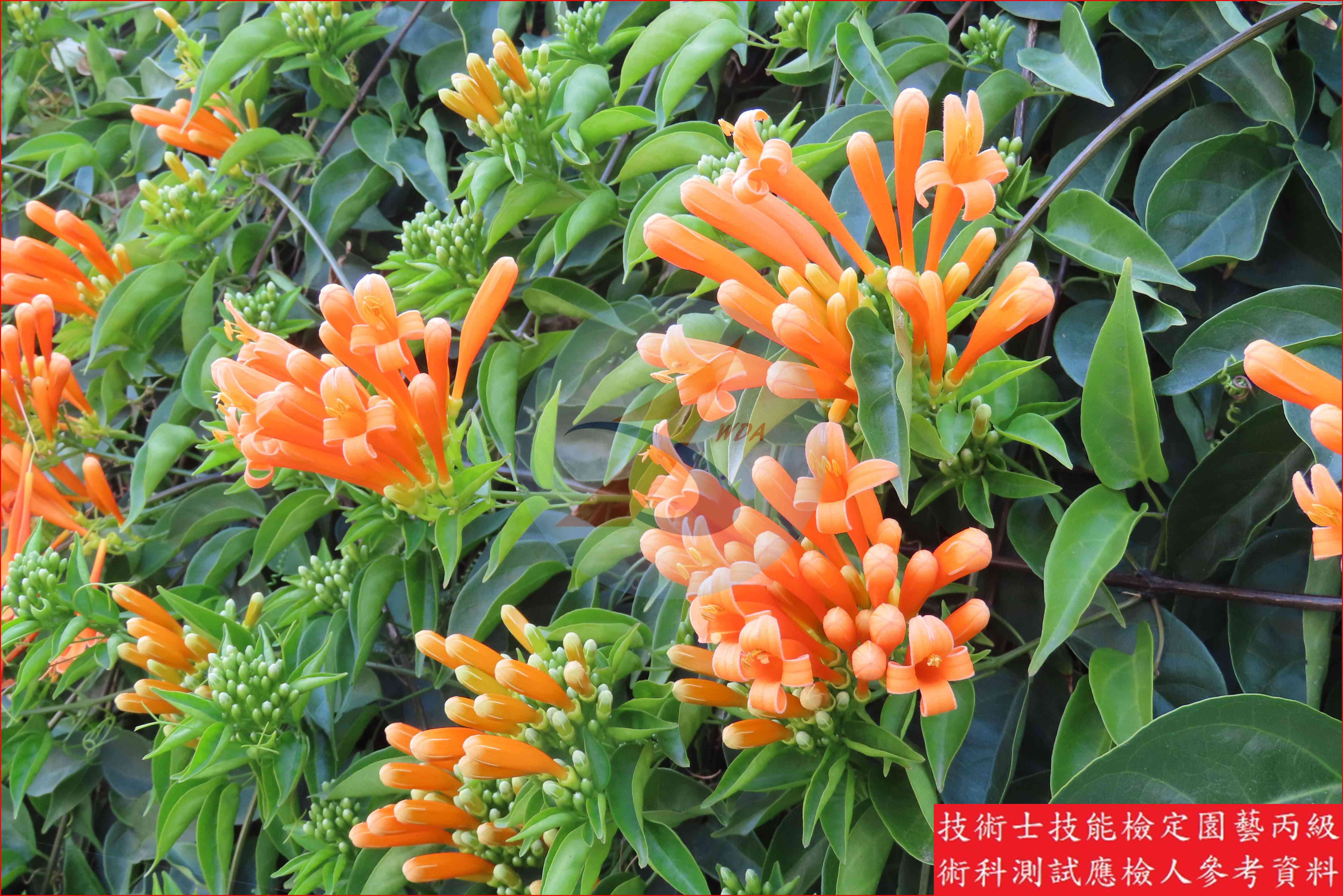 炮仗花 園藝丙級識別圖片 7