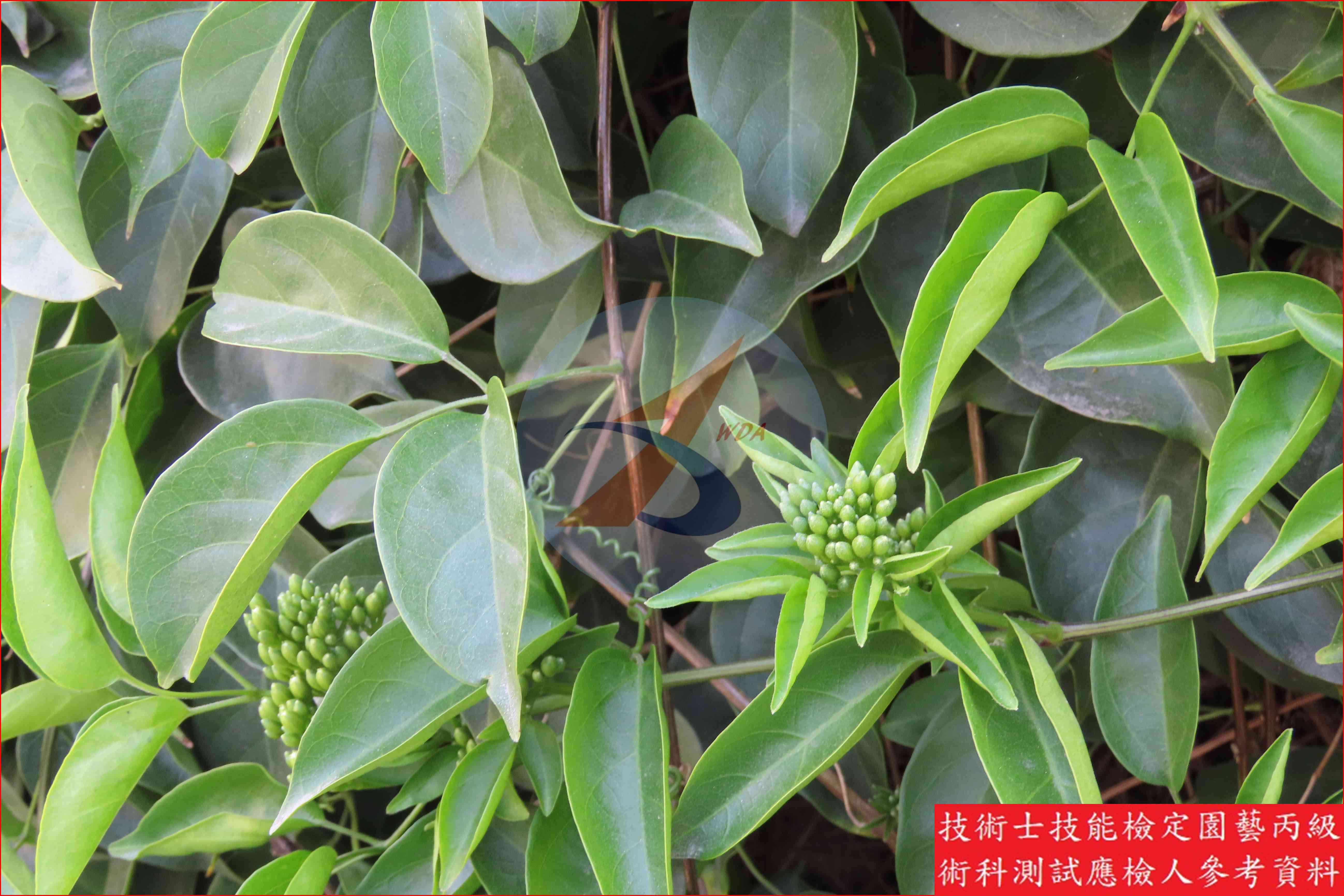 炮仗花 園藝丙級識別圖片 8