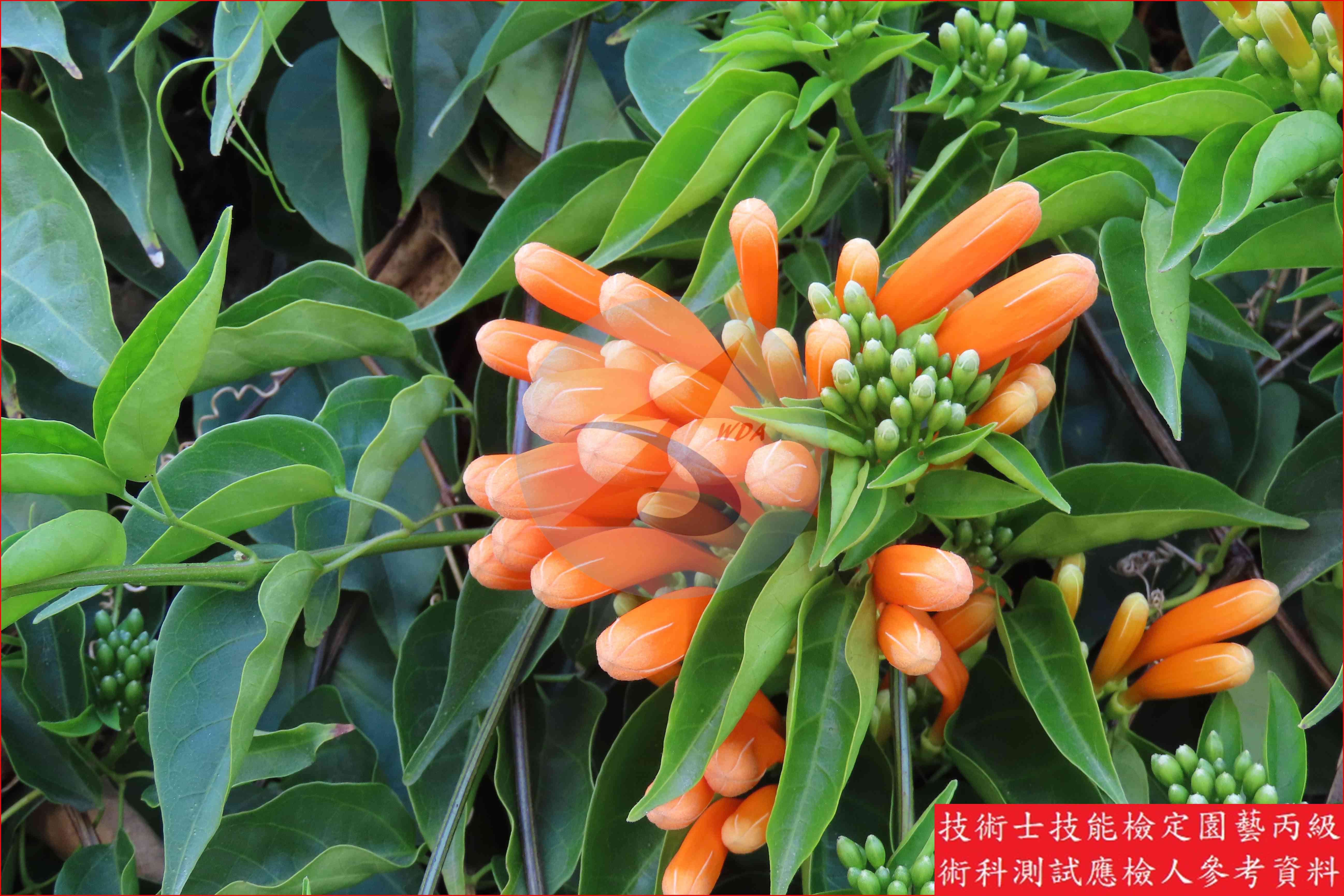 炮仗花 園藝丙級識別圖片 9