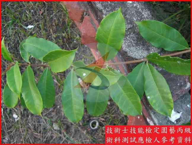 軟枝黃蟬 園藝丙級辨識圖片