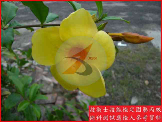 軟枝黃蟬 園藝丙級識別圖片 2