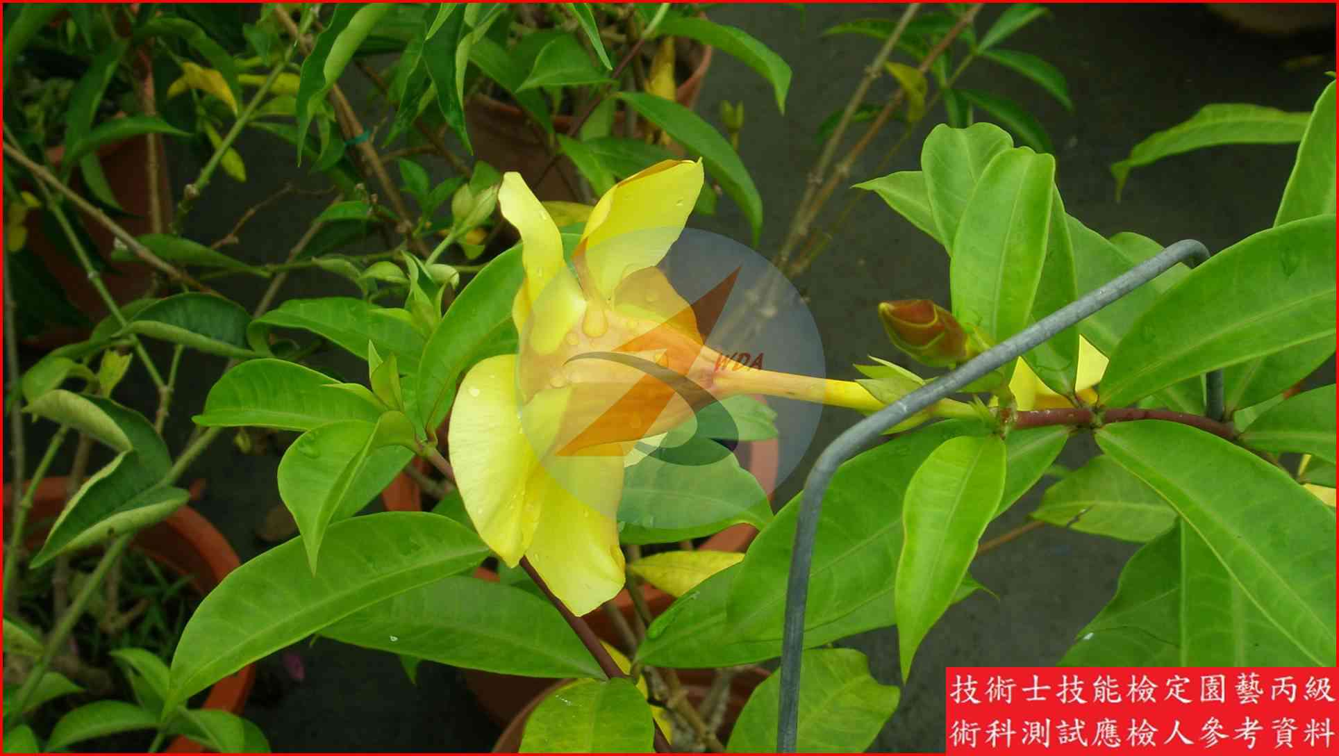 軟枝黃蟬 園藝丙級識別圖片 3