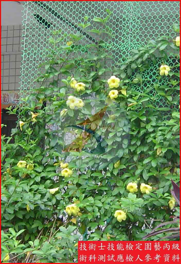 軟枝黃蟬 園藝丙級識別圖片 4
