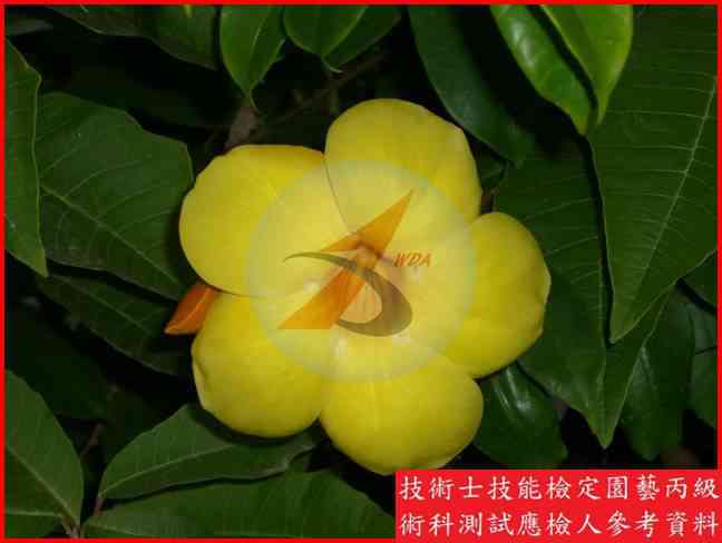 軟枝黃蟬 園藝丙級識別圖片 5