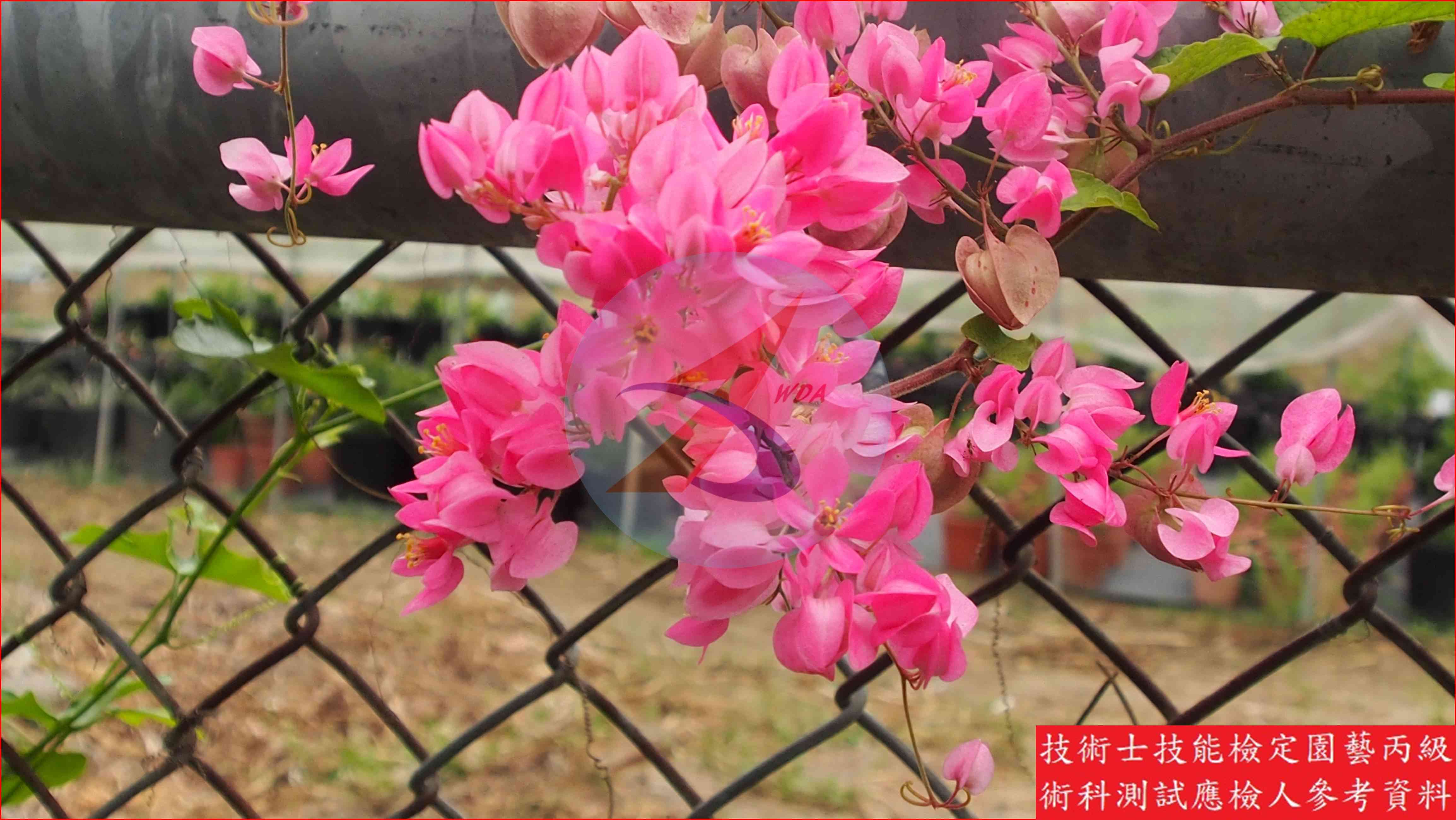 珊瑚藤 園藝丙級辨識圖片