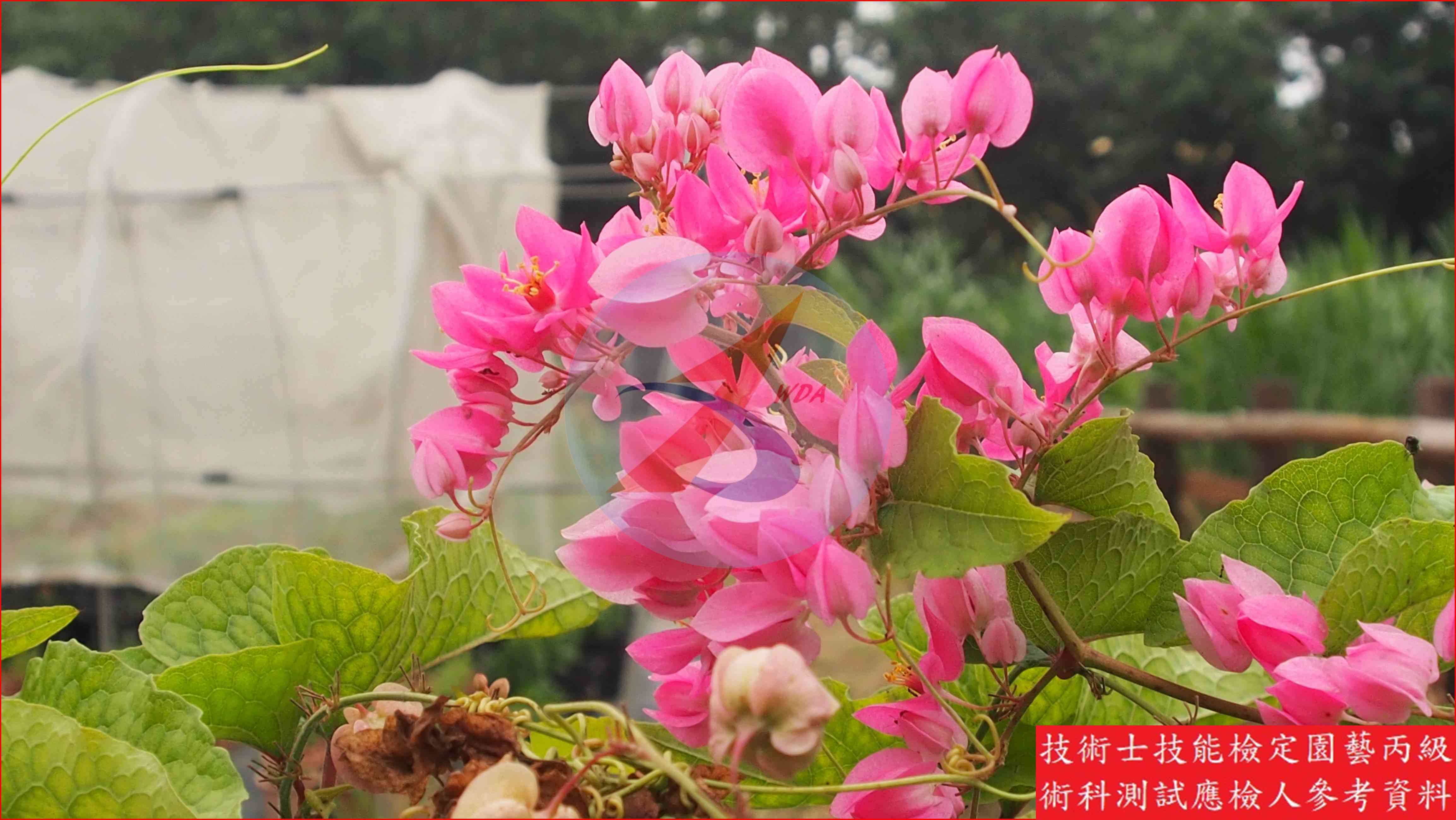 珊瑚藤 園藝丙級識別圖片 2