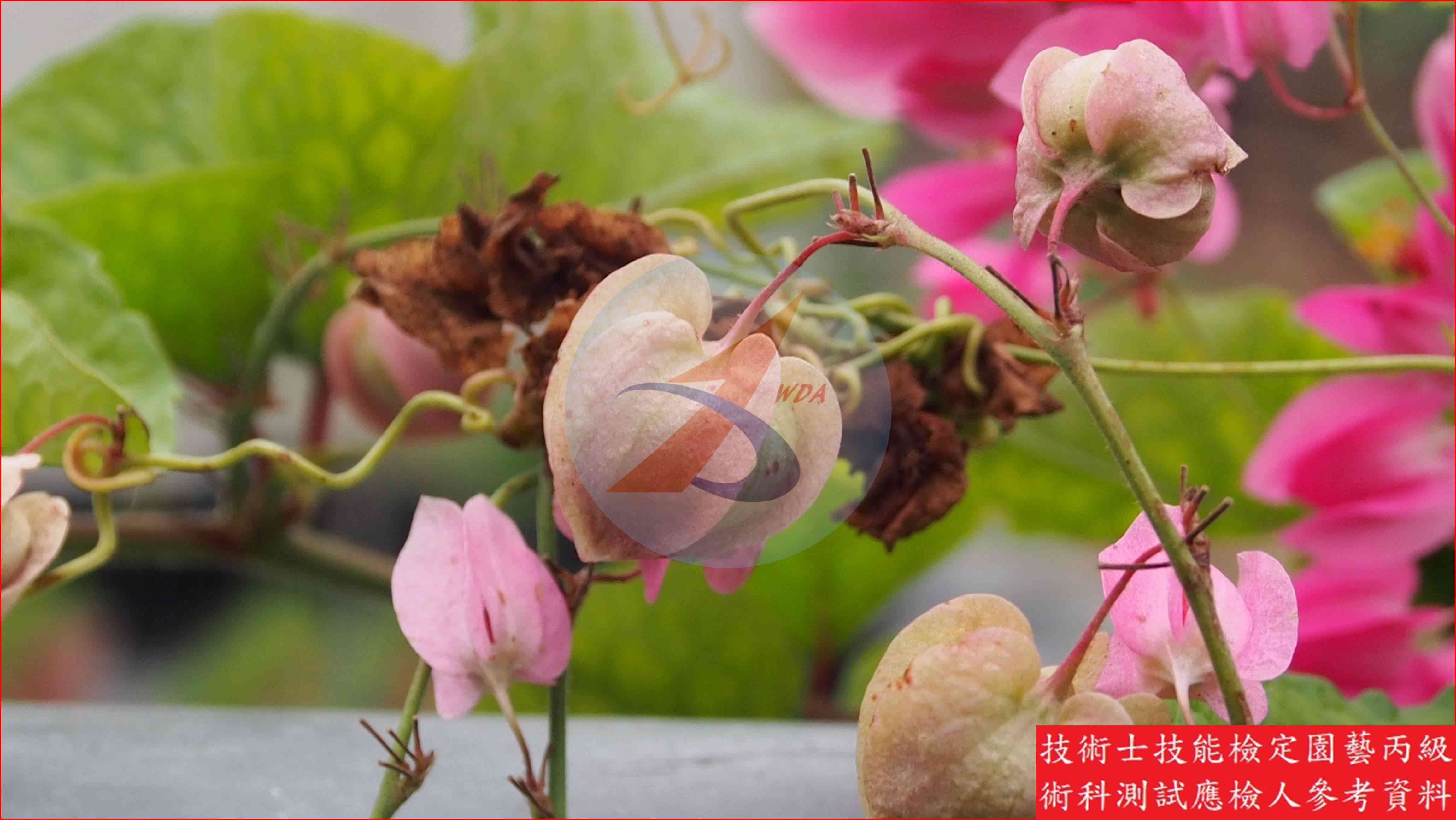 珊瑚藤 園藝丙級識別圖片 3