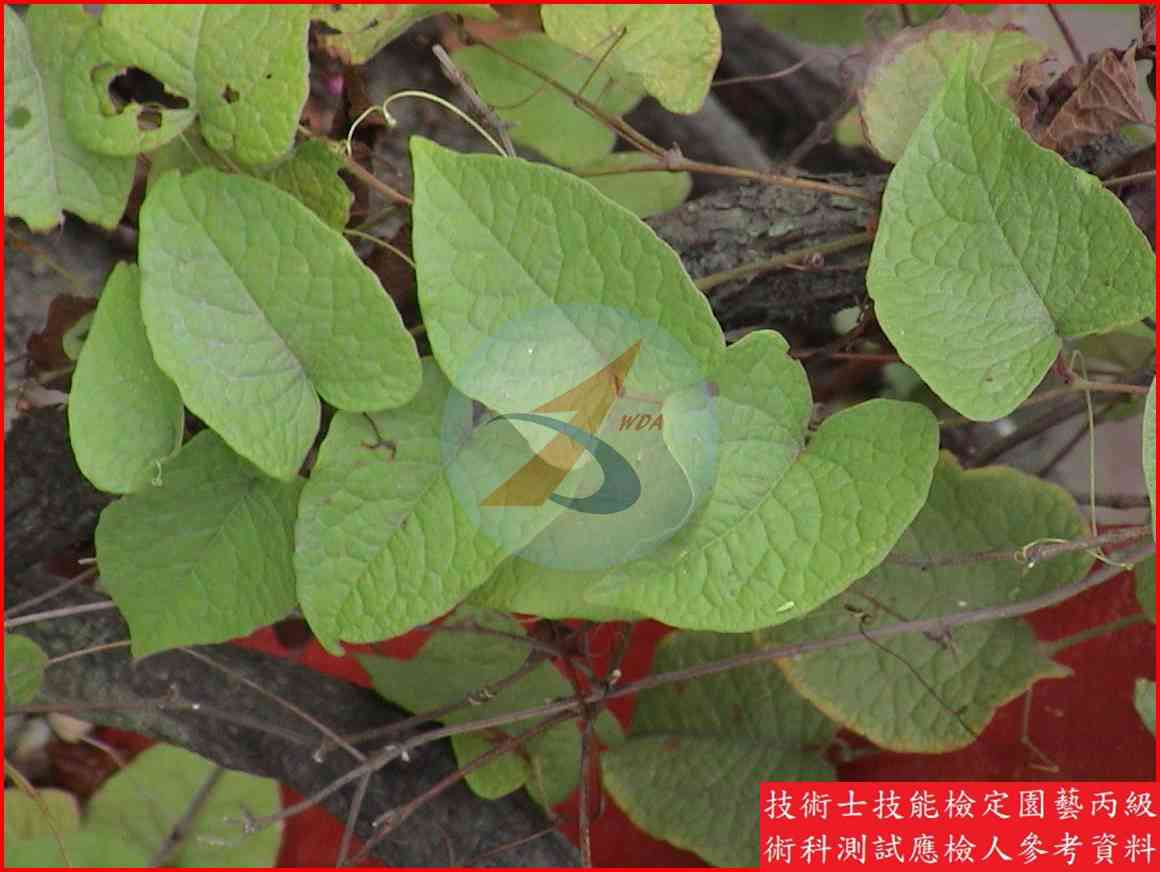 珊瑚藤 園藝丙級識別圖片 4