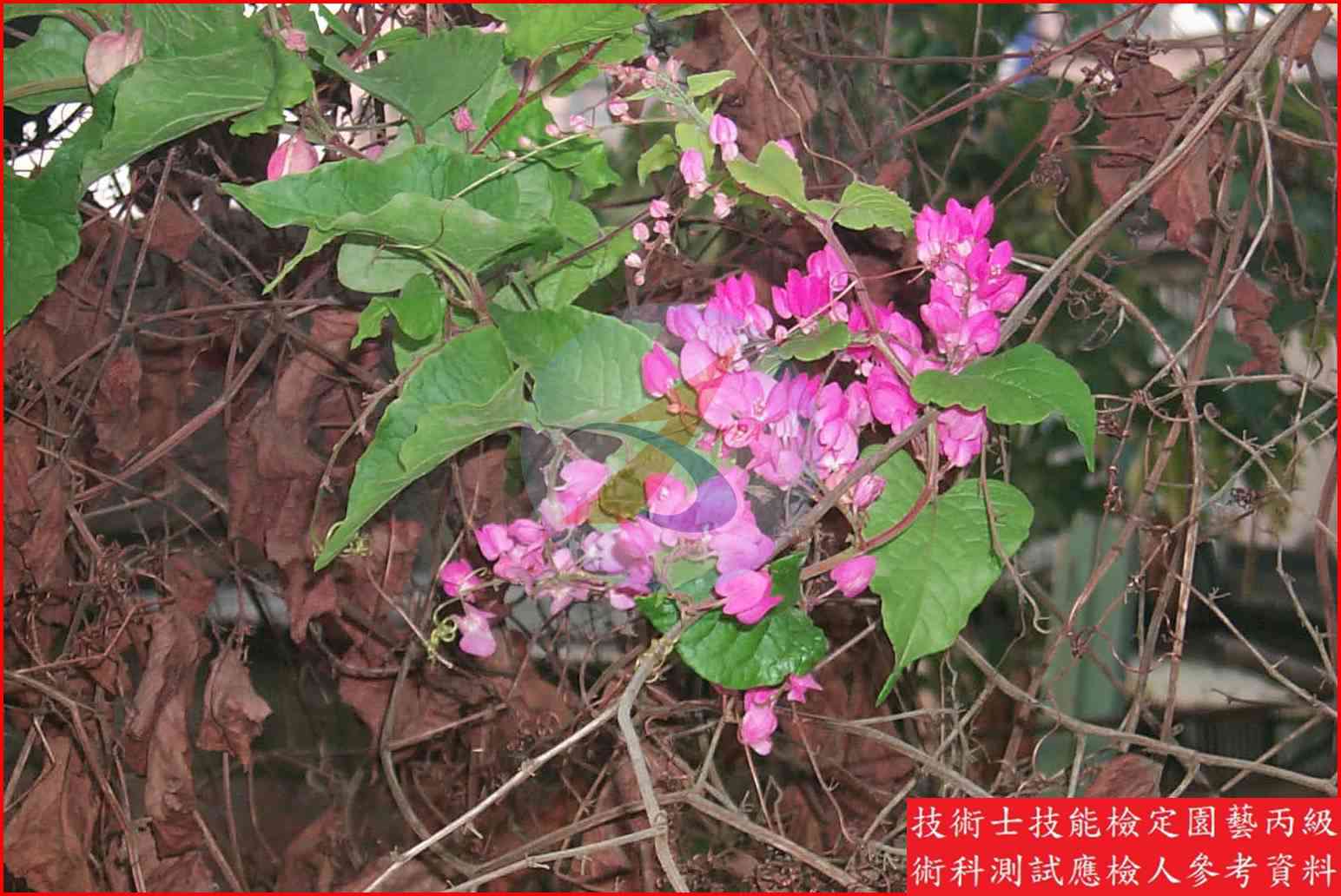 珊瑚藤 園藝丙級識別圖片 5