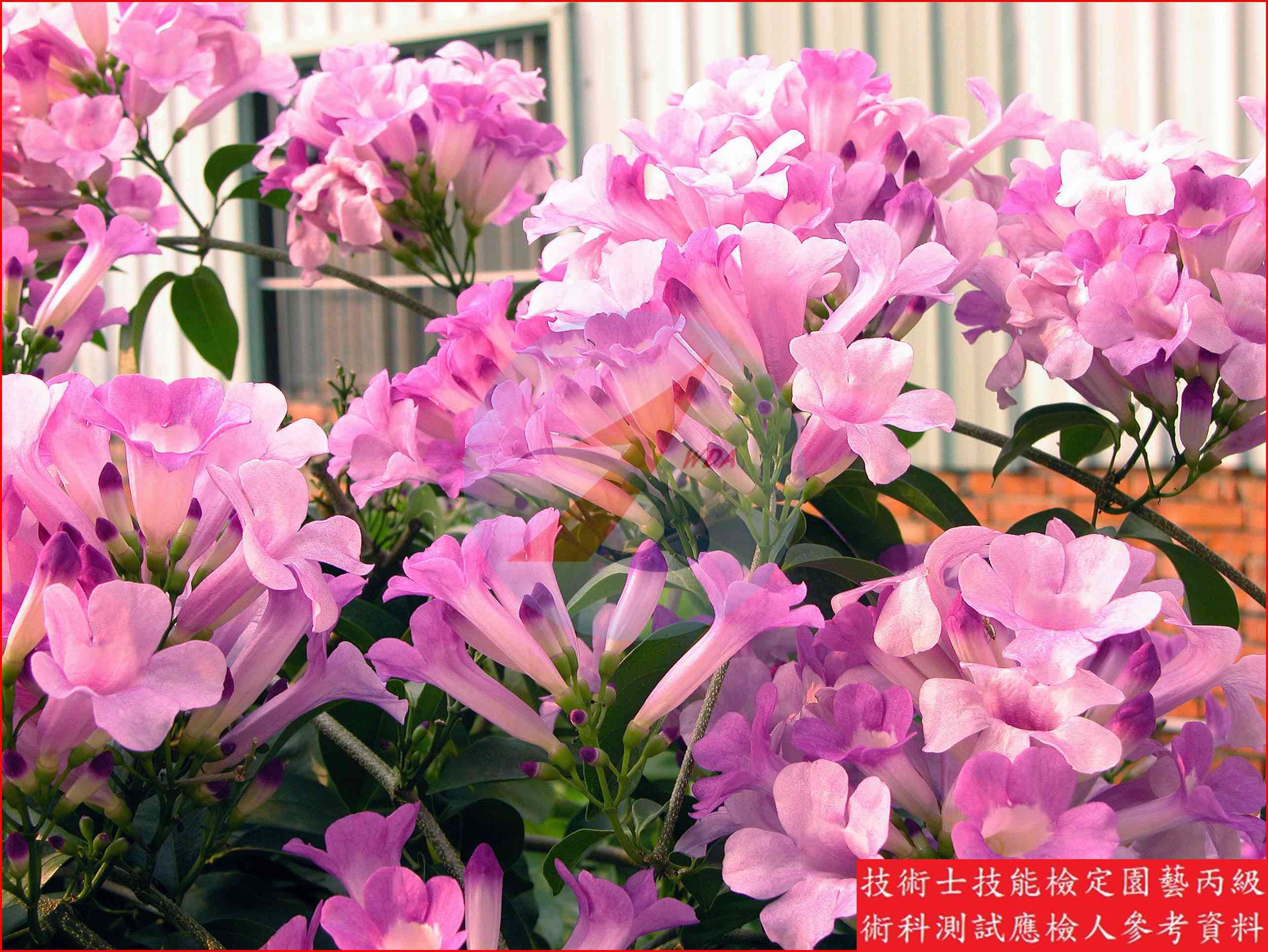 蒜香藤 園藝丙級識別主圖